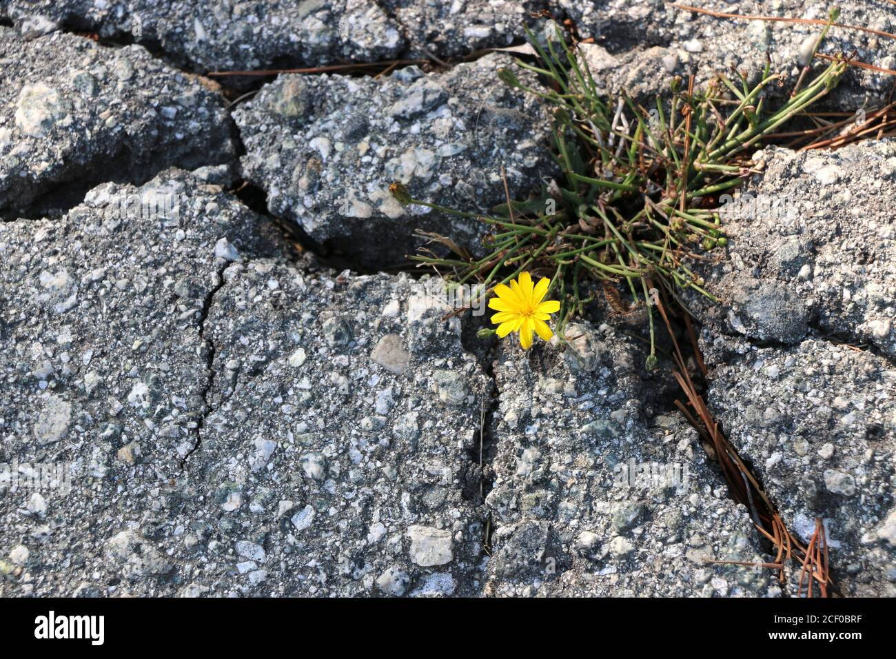 La flor amarilla pequeña y fuerte crece a través del pavimento agrietado, un símbolo de esperanza a través de la adversidad. Foto de stock