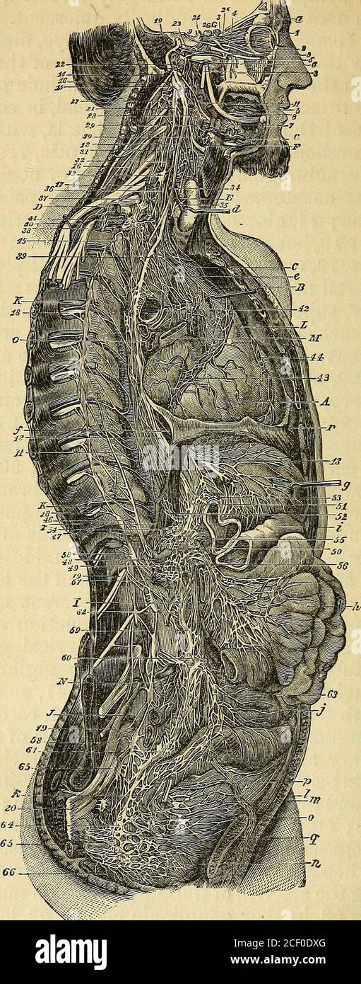 ganglio cervical medio