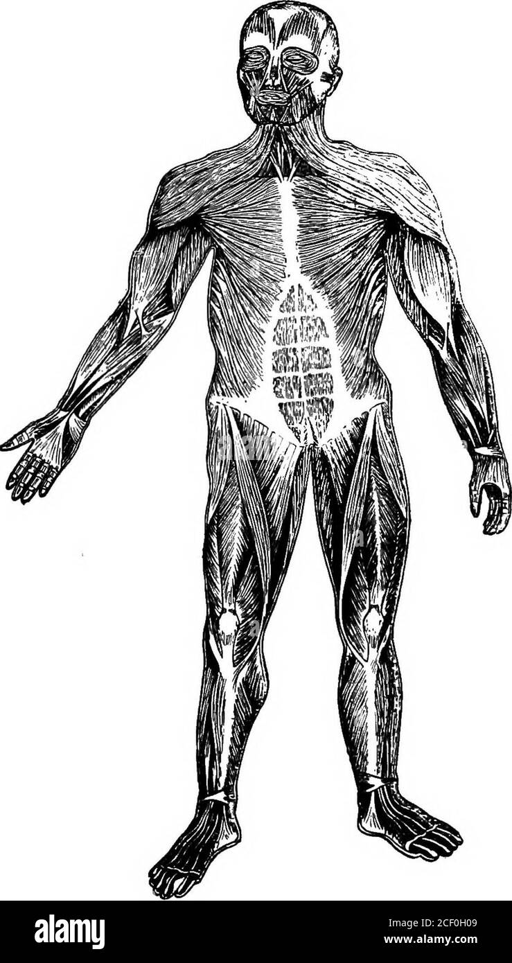 2: Estructurá osea y muscular del cuerpo humano. [2]