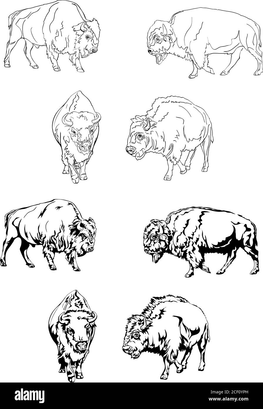 bisonte, búfalo, color, safari bisonte herbívoro, pradera, reserva, cuerno, américa, grande, blanco, toro, muelle, salvaje, animal, salvaje, animales, cabeza Ilustración del Vector