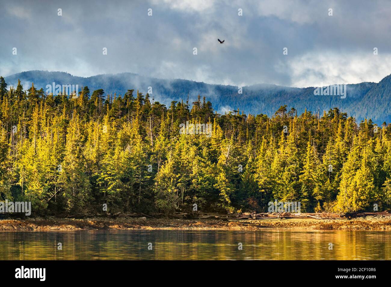 Alaska bosque vida salvaje aves naturaleza paisaje costa fondo con águila calva volando sobre la costa de los pinos en Ketchikan, Estados Unidos. Destino del crucero Foto de stock