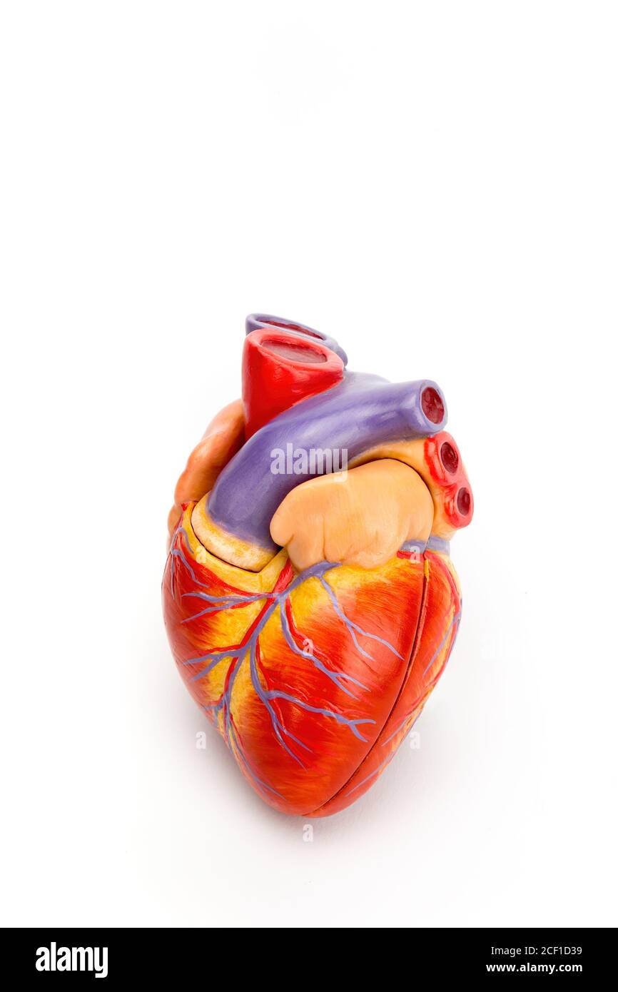 Modelo de corazón humano artificial cerrado aislado sobre fondo blanco Foto de stock