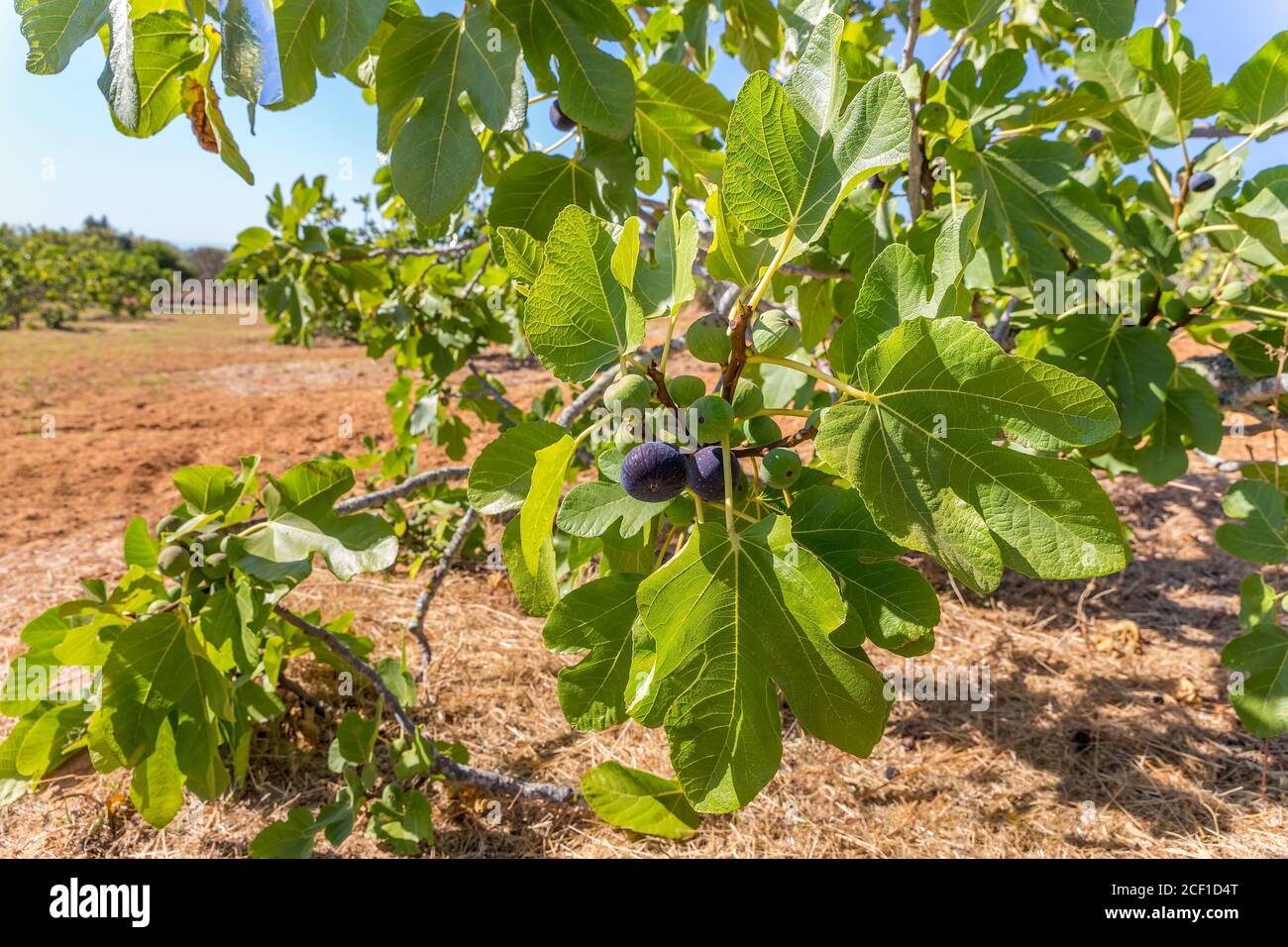 Grupo de higos como frutos colgando en las ramas de la higuera con hojas en el huerto portugués Foto de stock