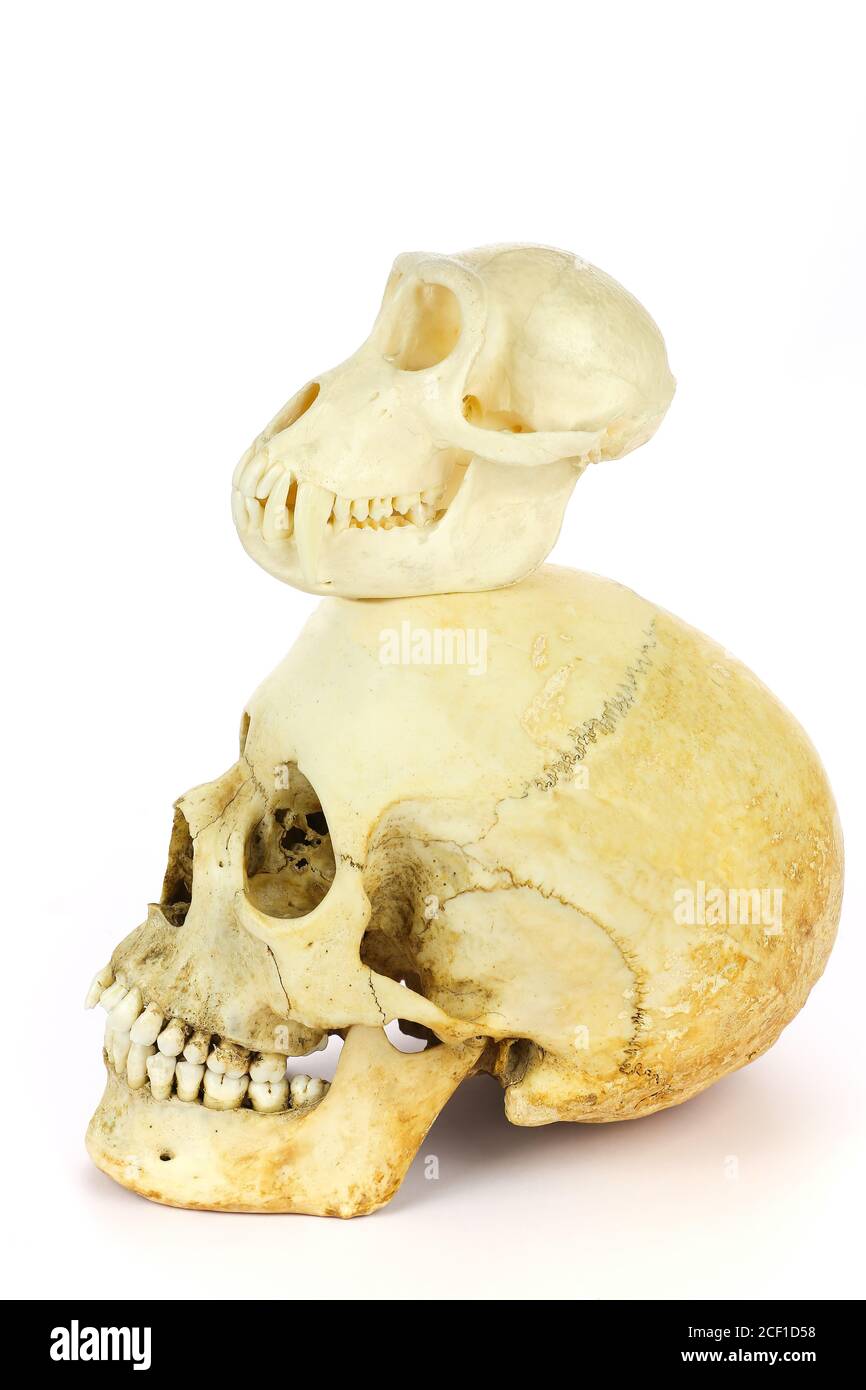 Cráneo de humano y mono aislado sobre fondo blanco Foto de stock