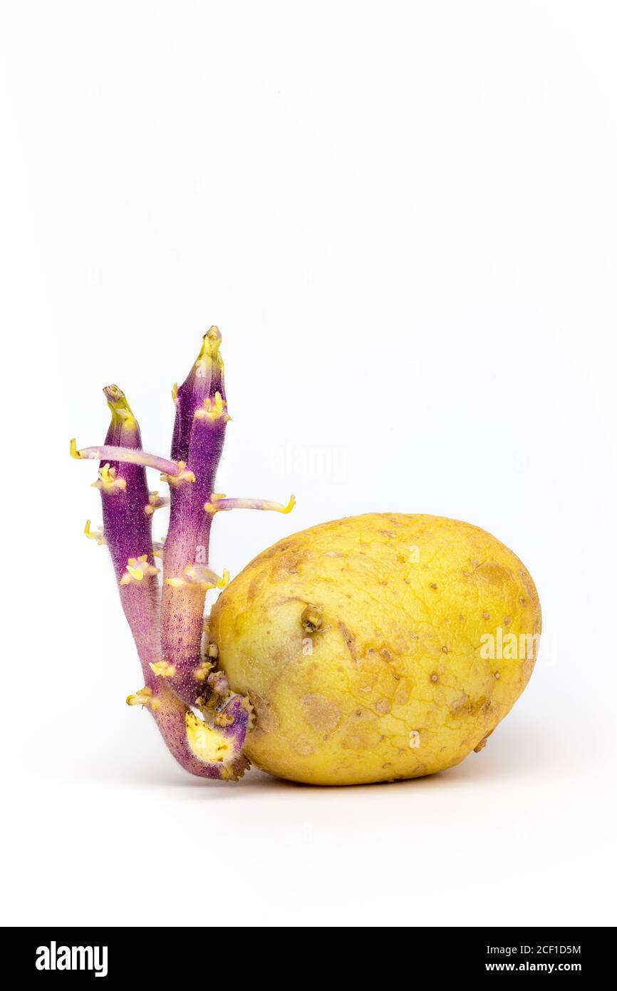 Patata germinada con dos tallos aislados sobre fondo blanco Foto de stock