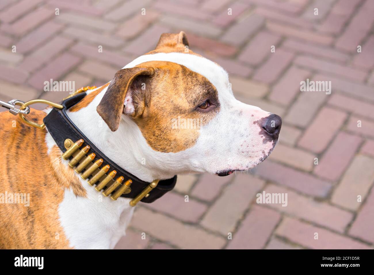 Retrato de un perro terrier Staffordshire con balas en el cuello Foto de stock