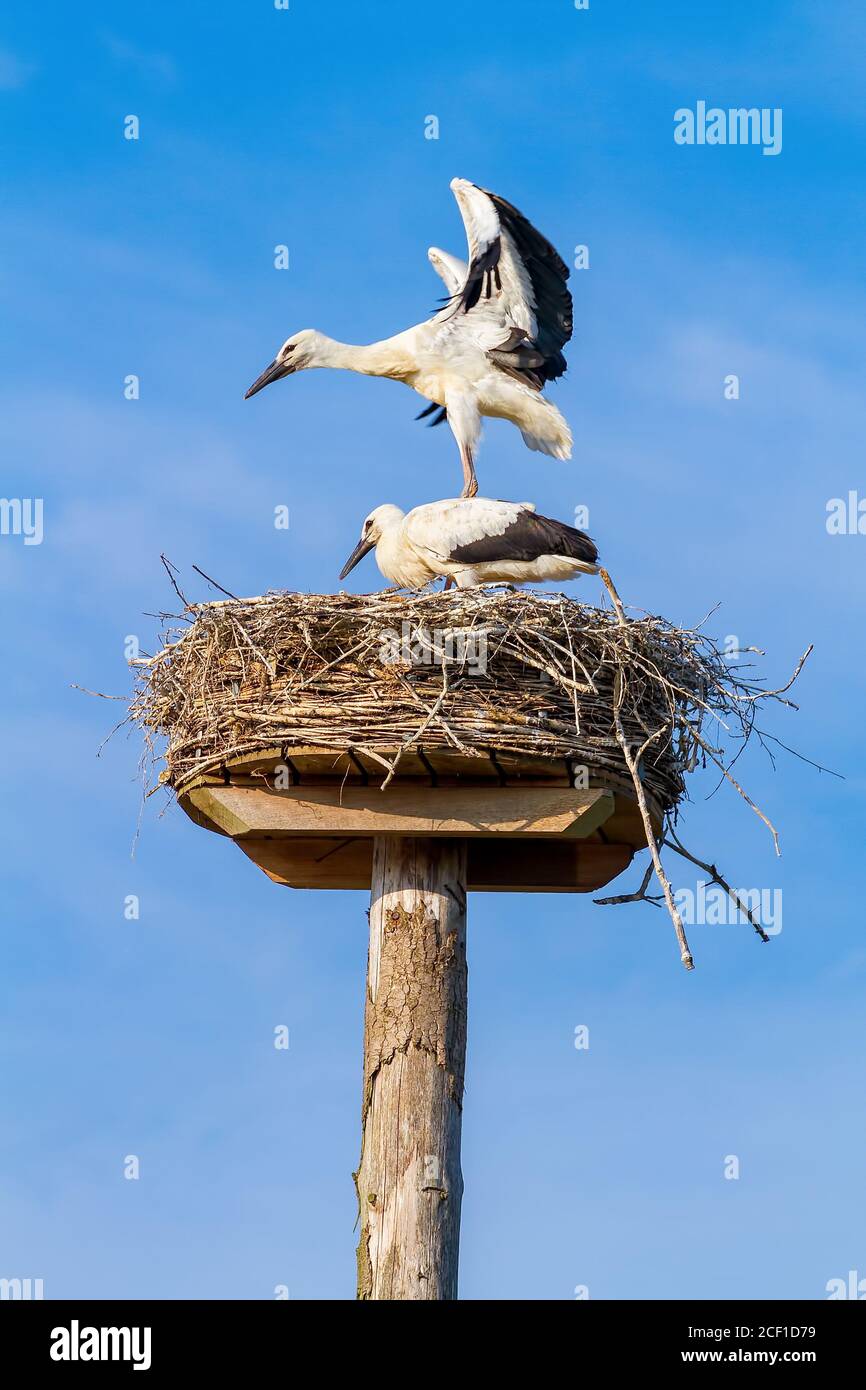 Dos cigüeñas juveniles se levantan y vuelan en nido en azul cielo Foto de stock