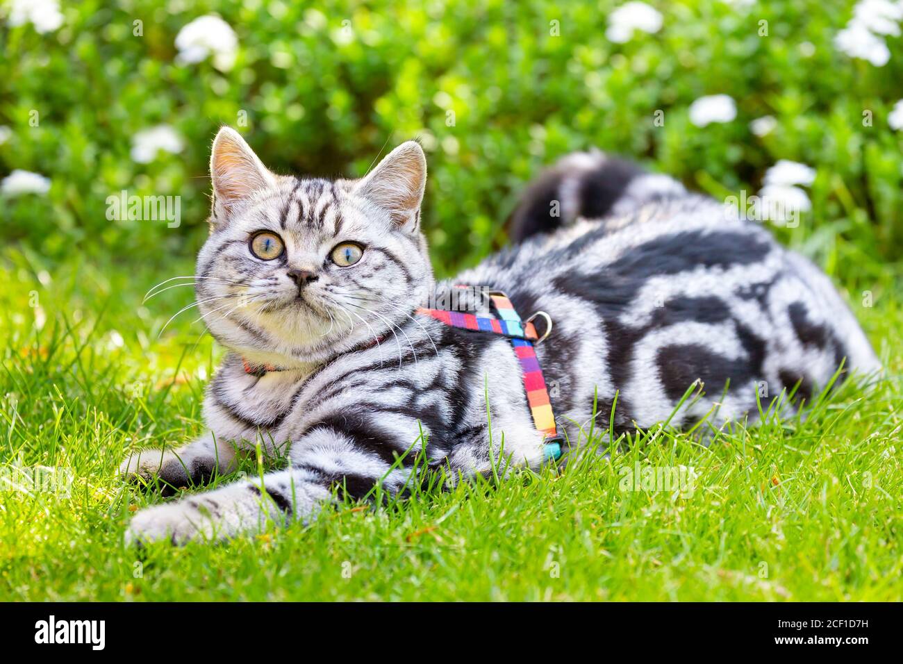 Joven británico pelo corto plata tabby pelo corto gato acostado en el jardín verde Foto de stock