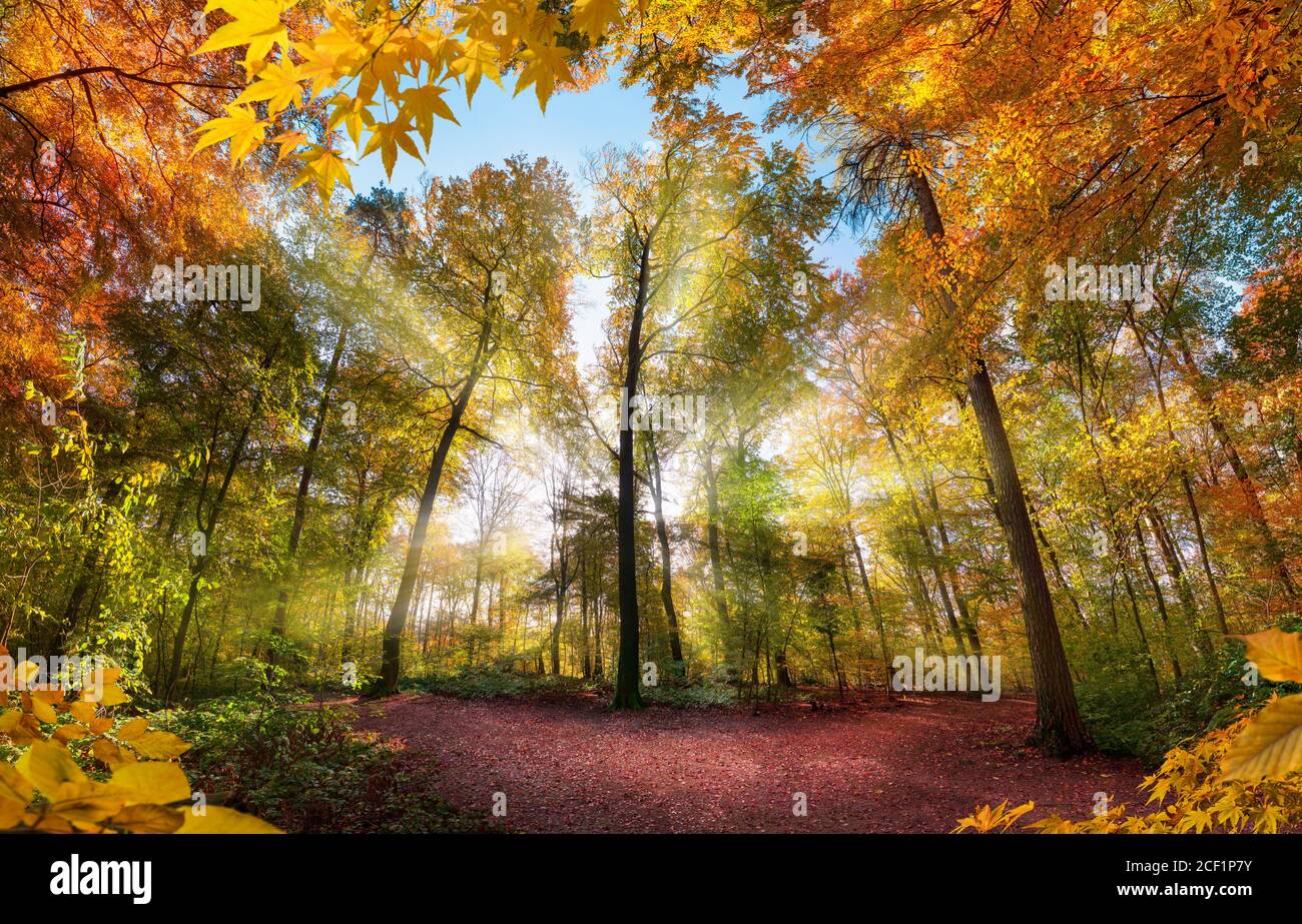 Fabuloso paisaje forestal en otoño con rayos de sol iluminando el colorido follaje, con ramas enmarcando el paisaje Foto de stock