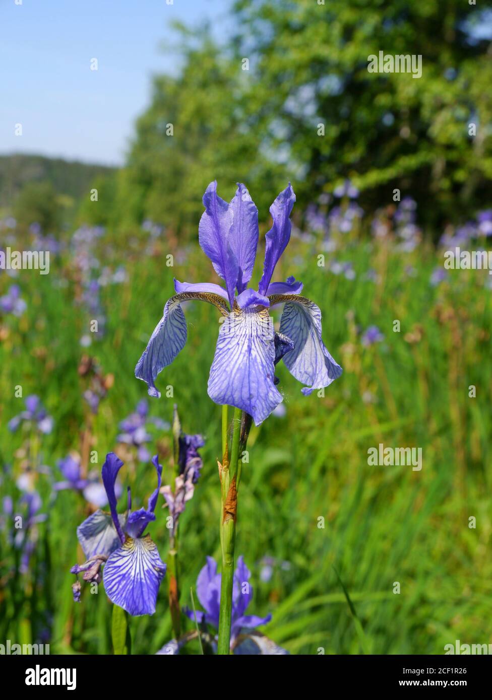 Siberiano, Iris Iris sibirica Foto de stock