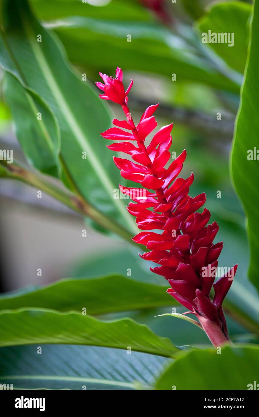 Flor roja exótica con muchas hojas verdes. Foto de stock