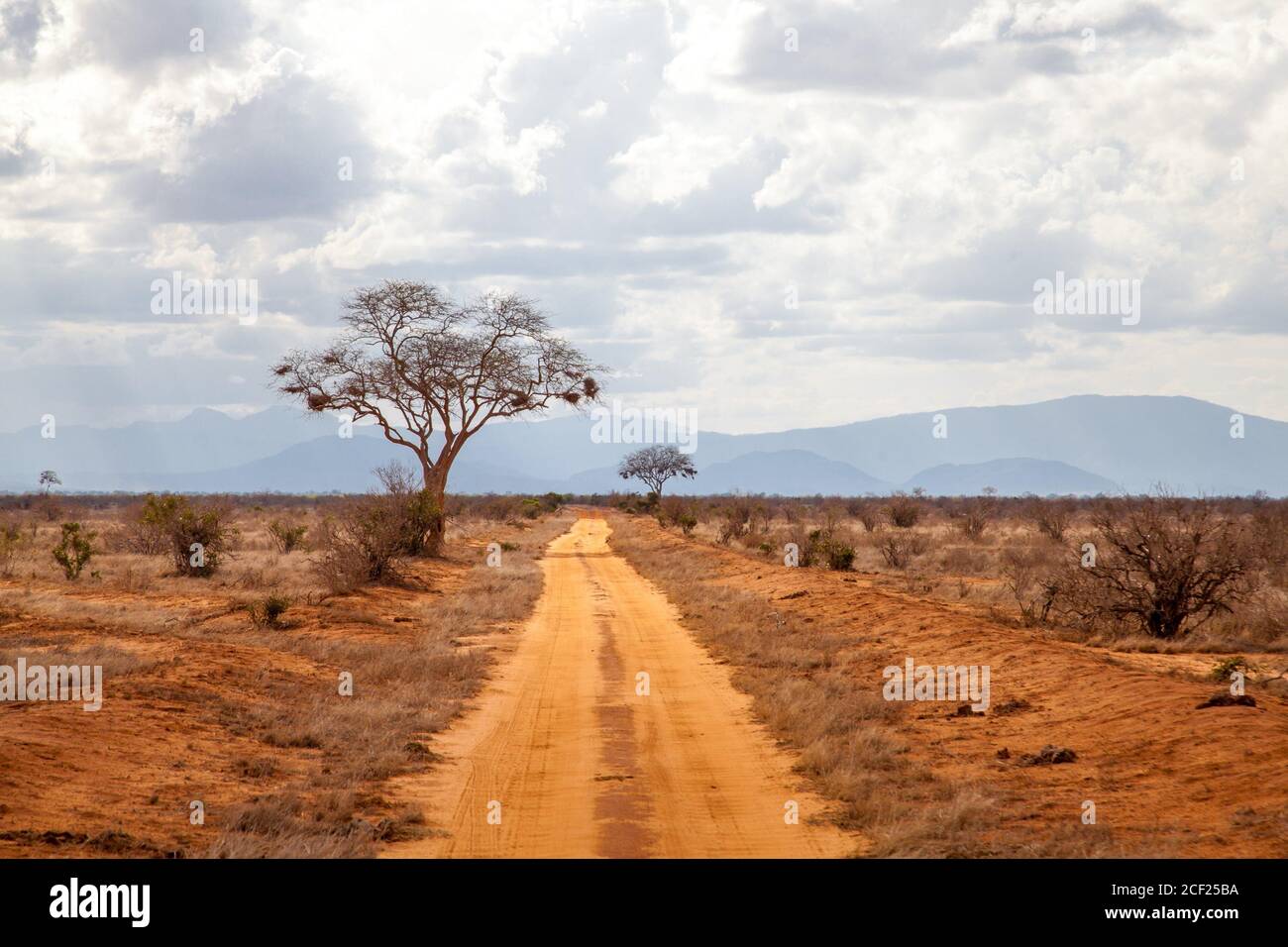 Los árboles por la carretera, el paisaje de Kenia, con las colinas en el lejano. Foto de stock