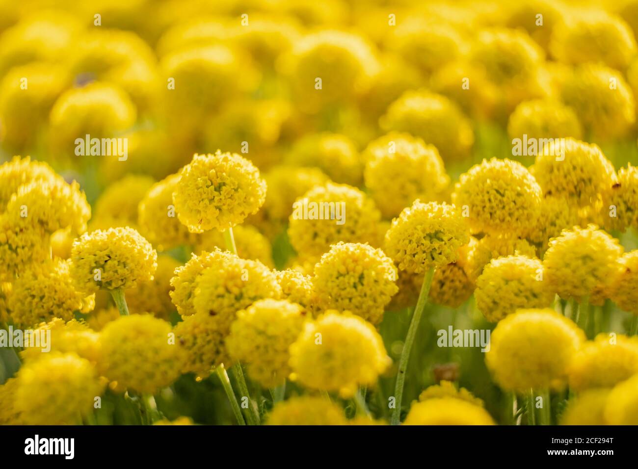 Flor eterna. Helichrysum stoechas (L.) Moench, cala Mitjana, Arta,  Mallorca, Islas Baleares, España Fotografía de stock - Alamy