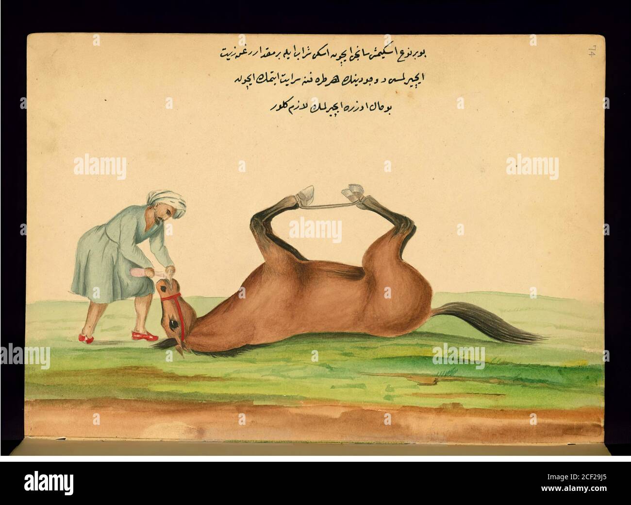 Curación de un caballo sufriendo de Colic con vino viejo y aceite de oliva - Ahmed 'Ata Tayyarzade (1801–1877) Walters manuscrito W. Foto de stock