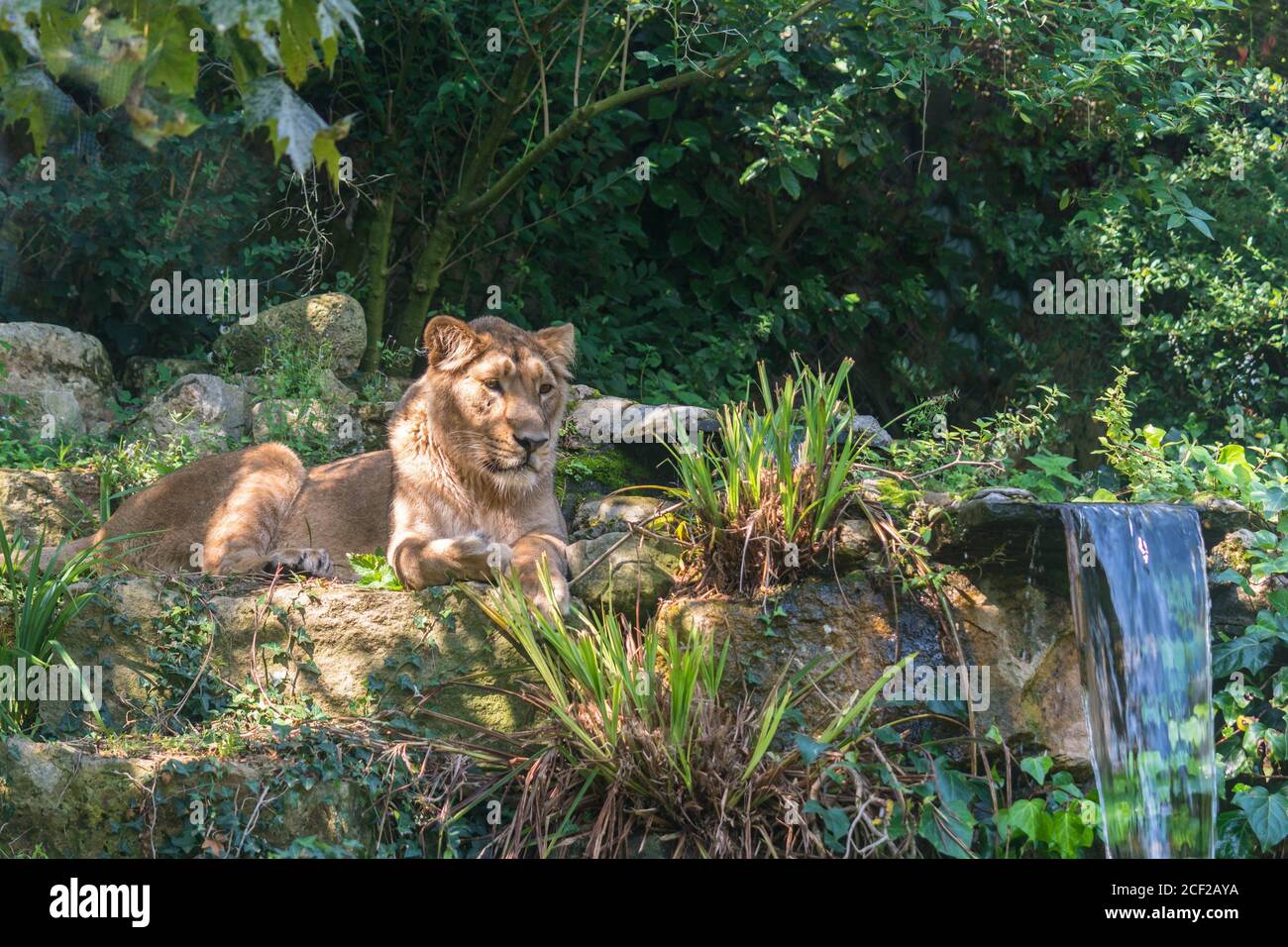 León asiático femenino (Panthera leo persica) Jardines zoológicos de Bristol. Agosto de 2019. Foto de stock