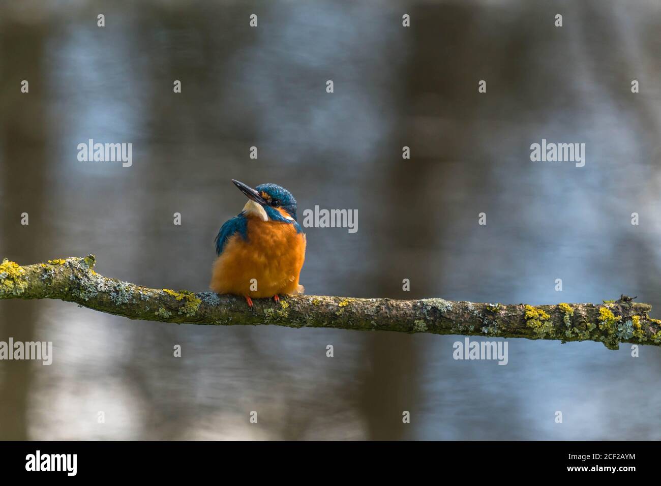 Macho Kingfisher (Alcedo atthis) encaramado en la rama cubierta de Lichen, Shropshire Reino Unido. Marzo de 2020. Foto de stock