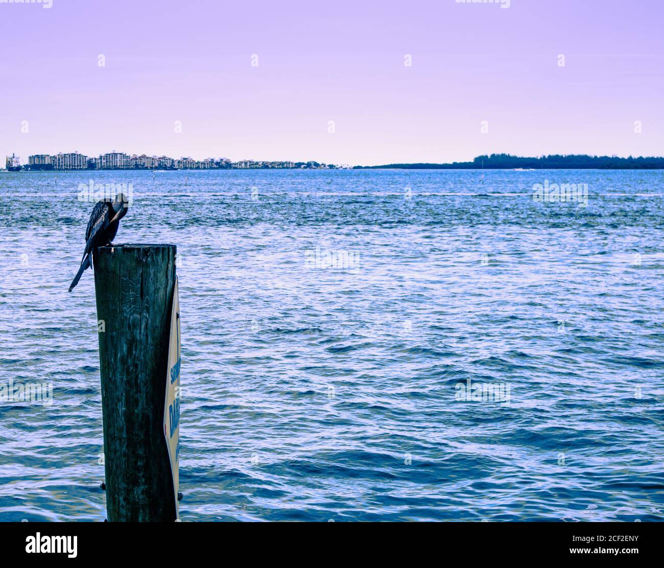 Una garza azul descansa sobre un poste de madera cerca de la costa de Brickell Key, Vista del Canal Sur de Miami con pájaro descansando sobre un poste de madera, Vista de la M Foto de stock