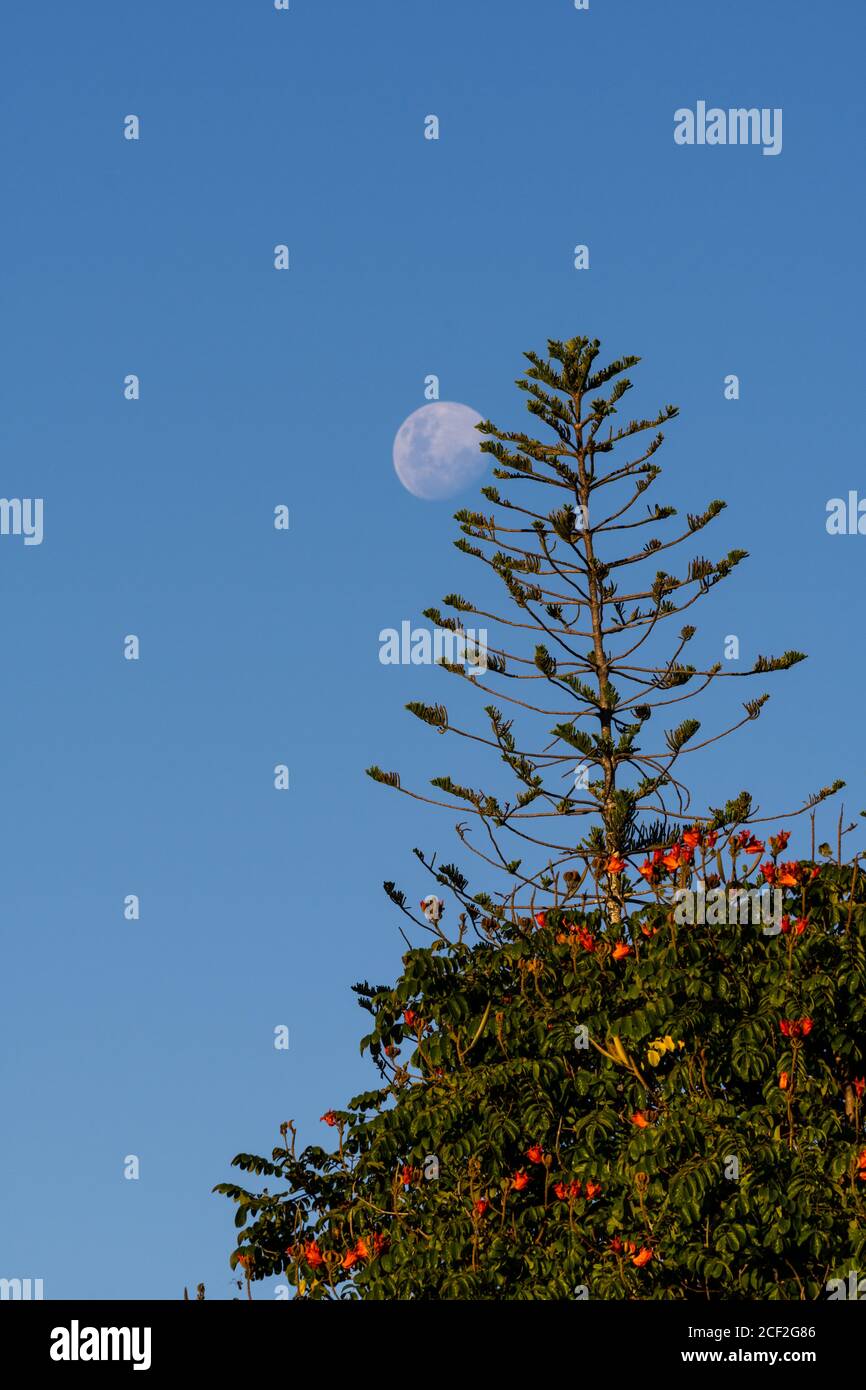 Una luna junto a un árbol Foto de stock