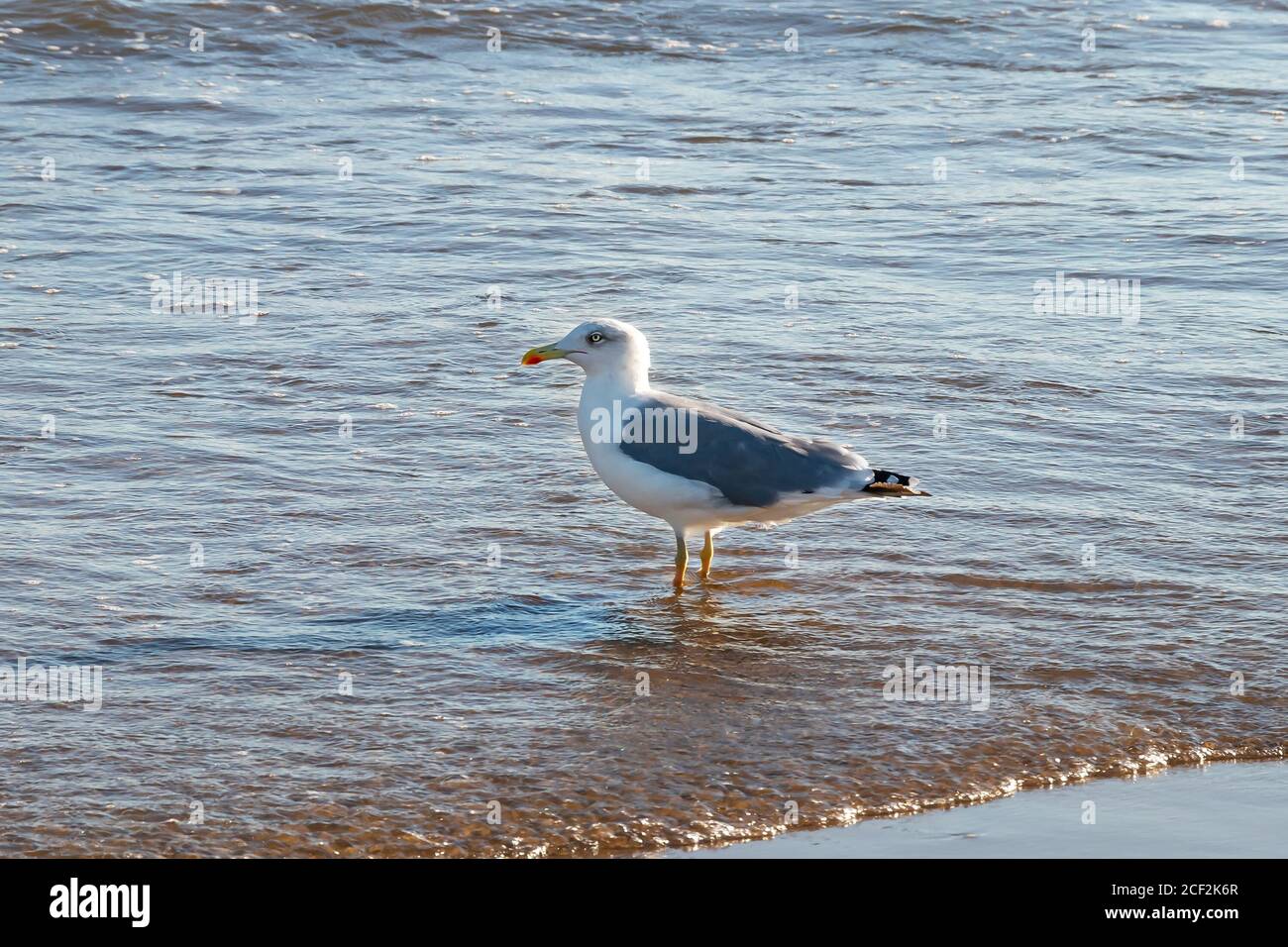 gaviota de patas amarillas en el agua en la orilla del playa Foto de stock