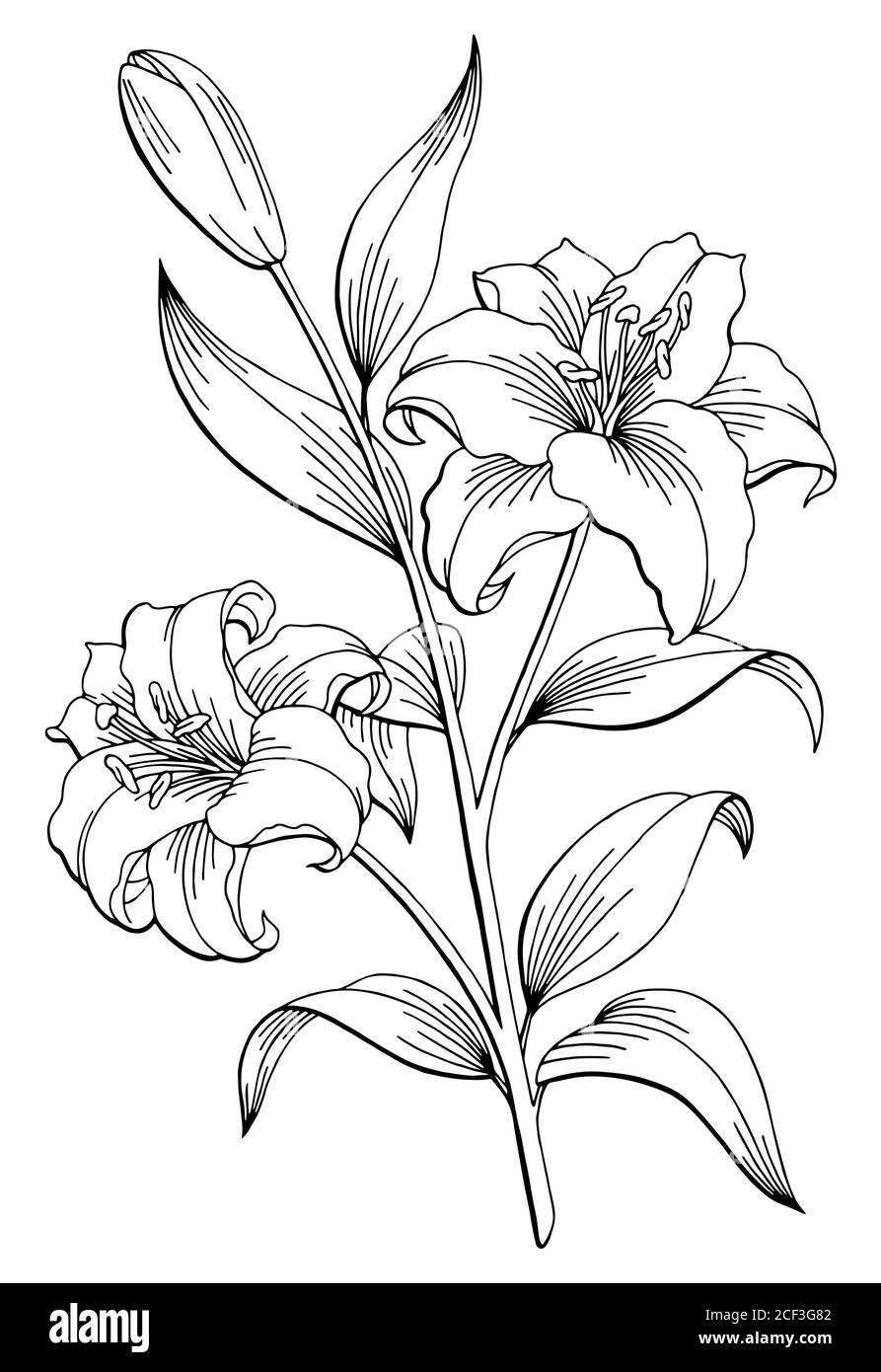 Lily flor gráfico negro blanco aislado dibujo ilustración vector Ilustración del Vector