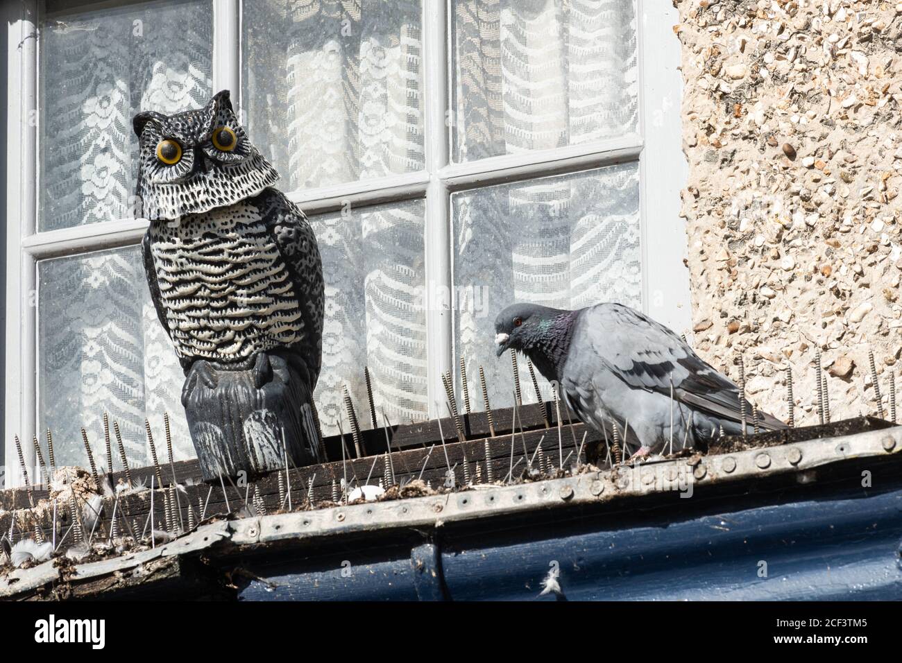 Paloma junto a un pájaro señuelo de presa (búho) disuasivo en una repisa de ventana con espigas Foto de stock