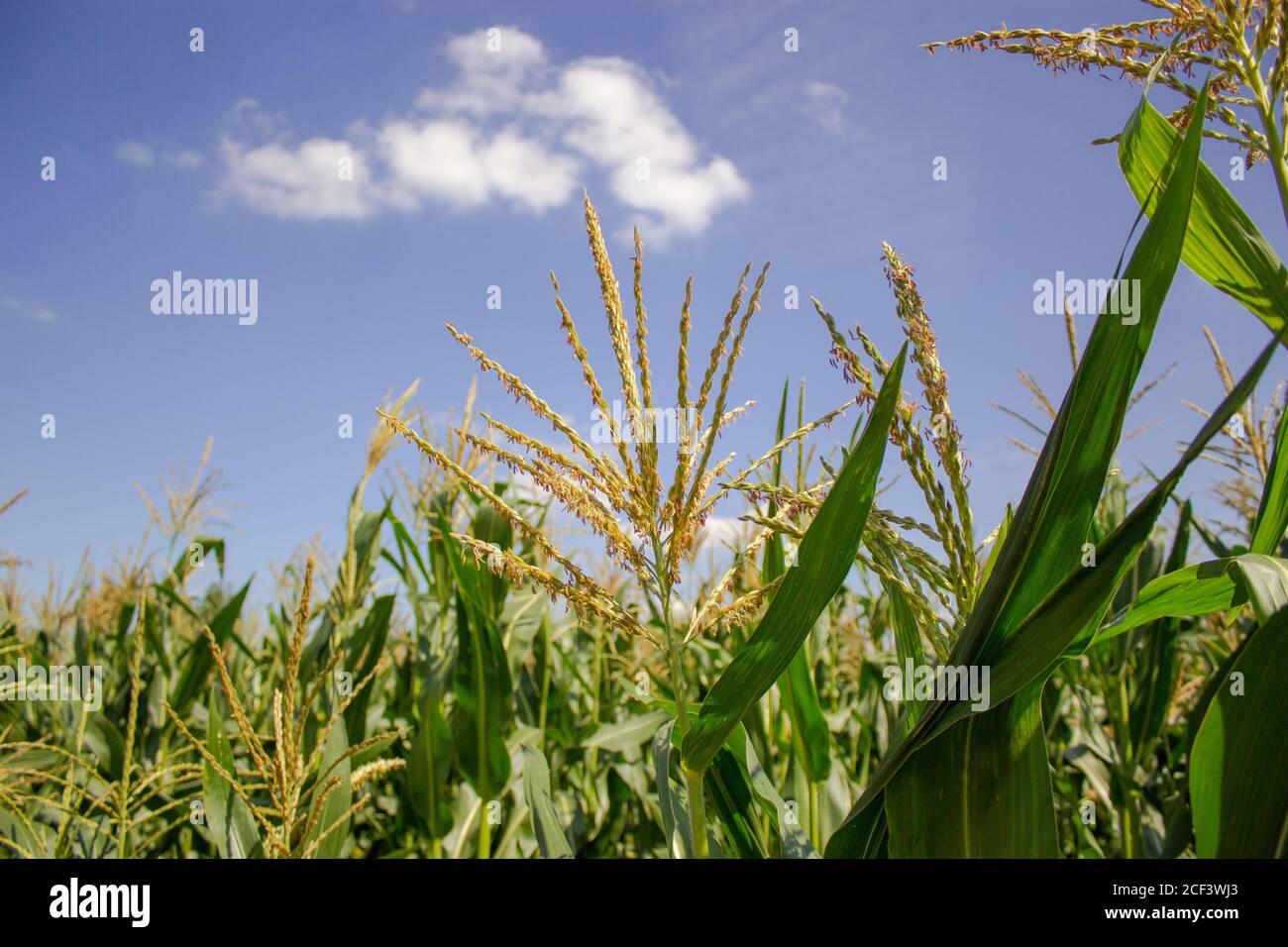 El maíz floreciendo en el fondo de un campo de maíz. Campo de maíz