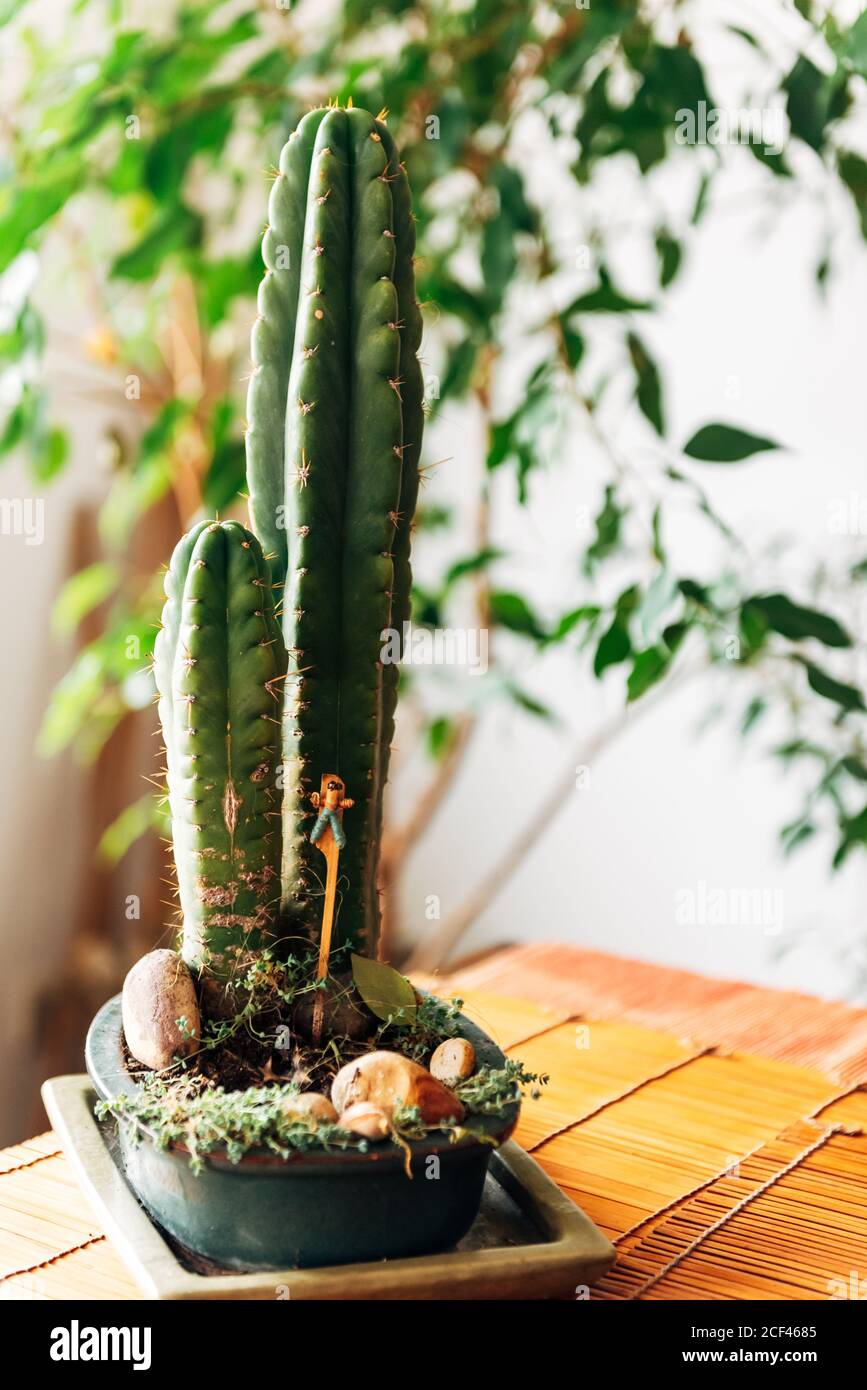 Cactus decorado en maceta fotografías e imágenes de alta resolución - Alamy