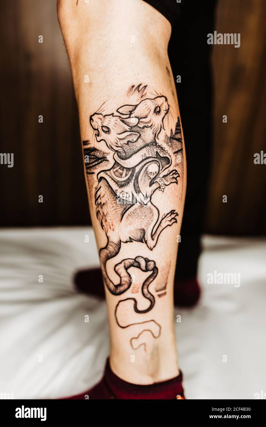 Circular Brote Arcaico pata de la persona recortada irreconocible con un elegante tatuaje de rata  con dos cabezas en la pierna de pie en el salón oscuro Fotografía de stock  - Alamy