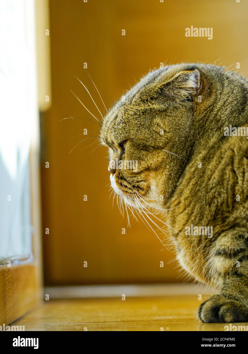 triste gato escocés serio plegado mirando a la pared Fotografía de stock -  Alamy