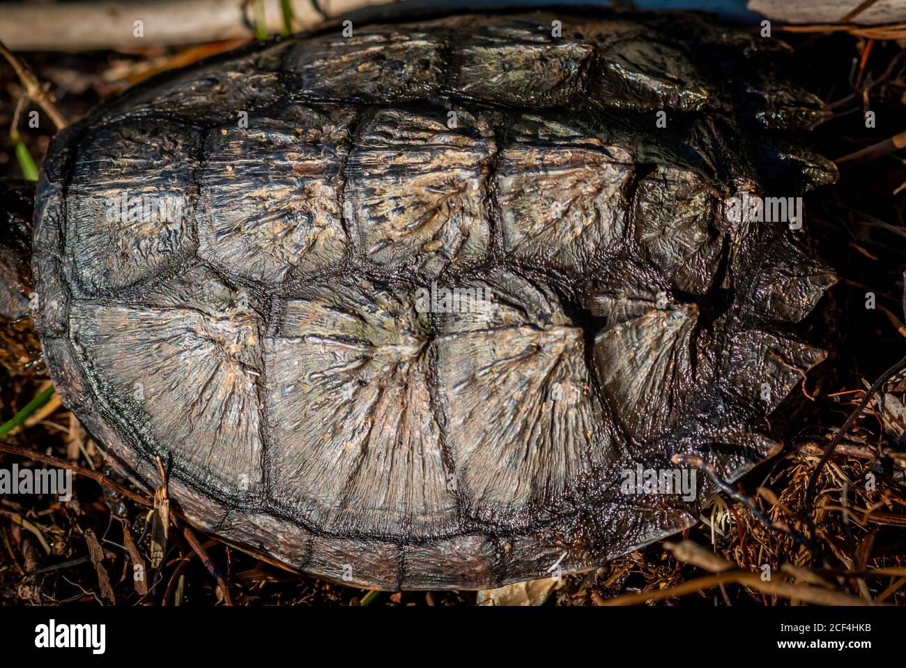 Primer plano de la concha de una joven tortuga común (Chelydra serpentina). Foto de stock