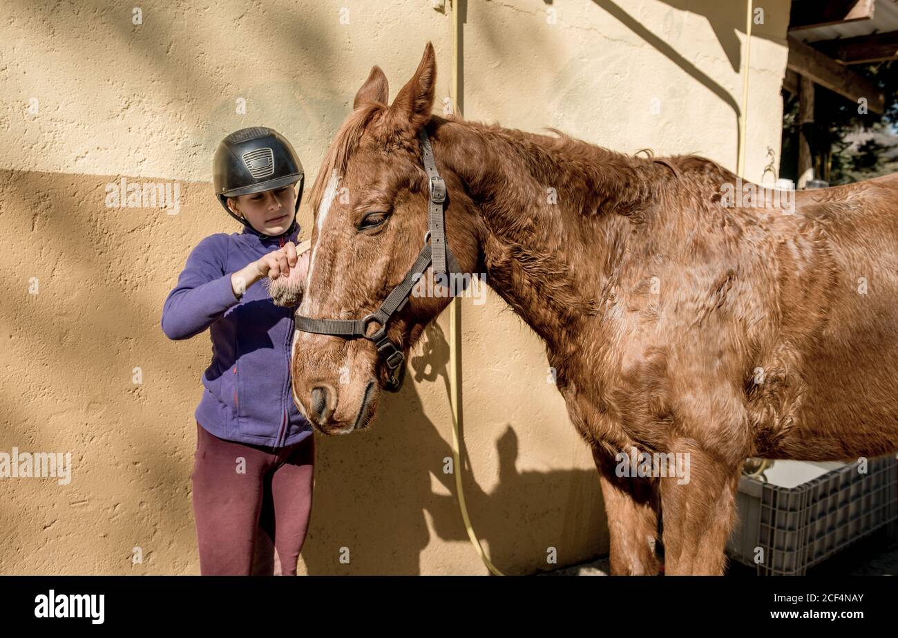 Linda niña en el casco poniendo el cepillado de un caballo blanco mientras está de pie cerca de puestos en establo durante la clase de equitación en el rancho Foto de stock