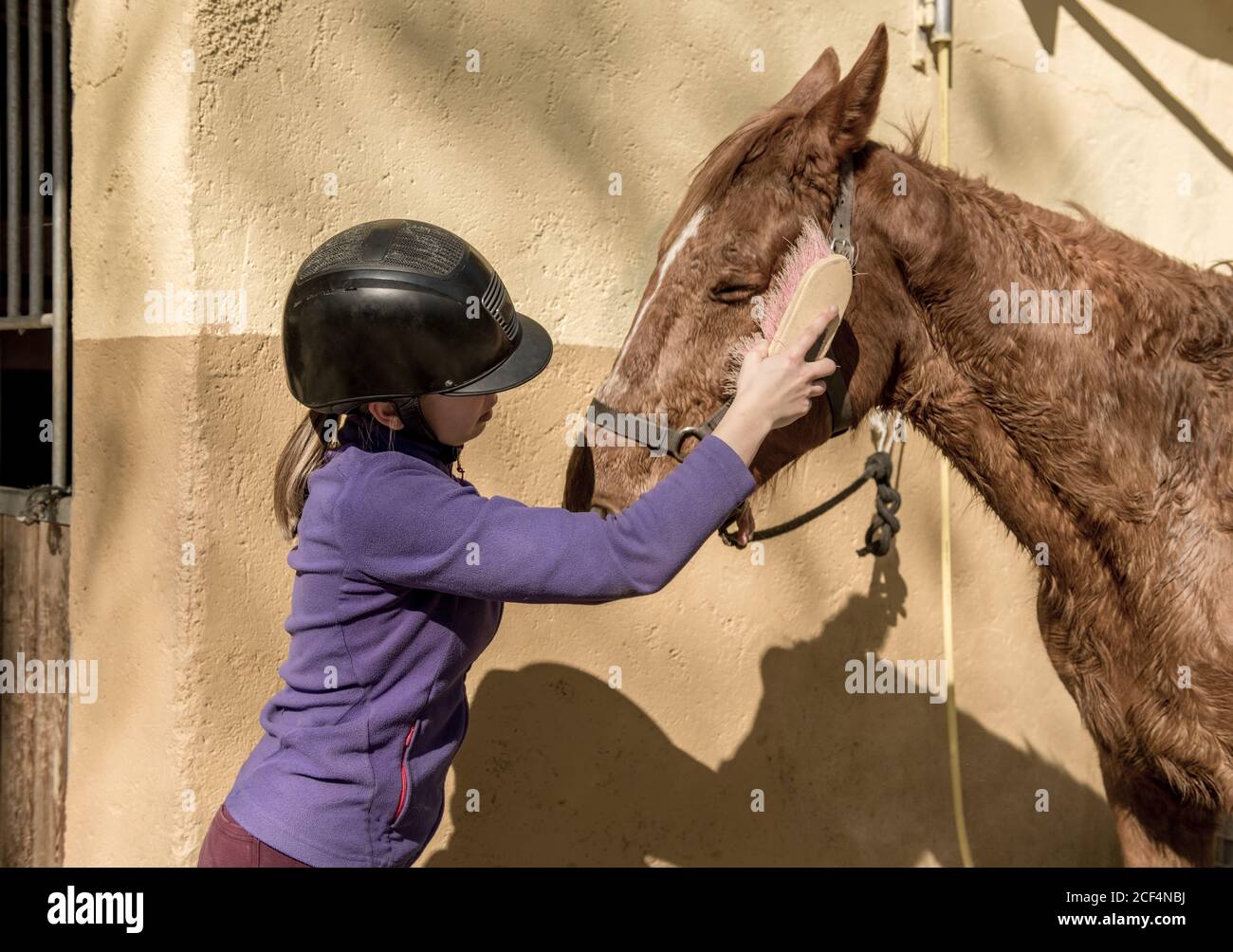 Linda niña en el casco poniendo el cepillado de un caballo blanco mientras está de pie cerca de puestos en establo durante la clase de equitación en el rancho Foto de stock