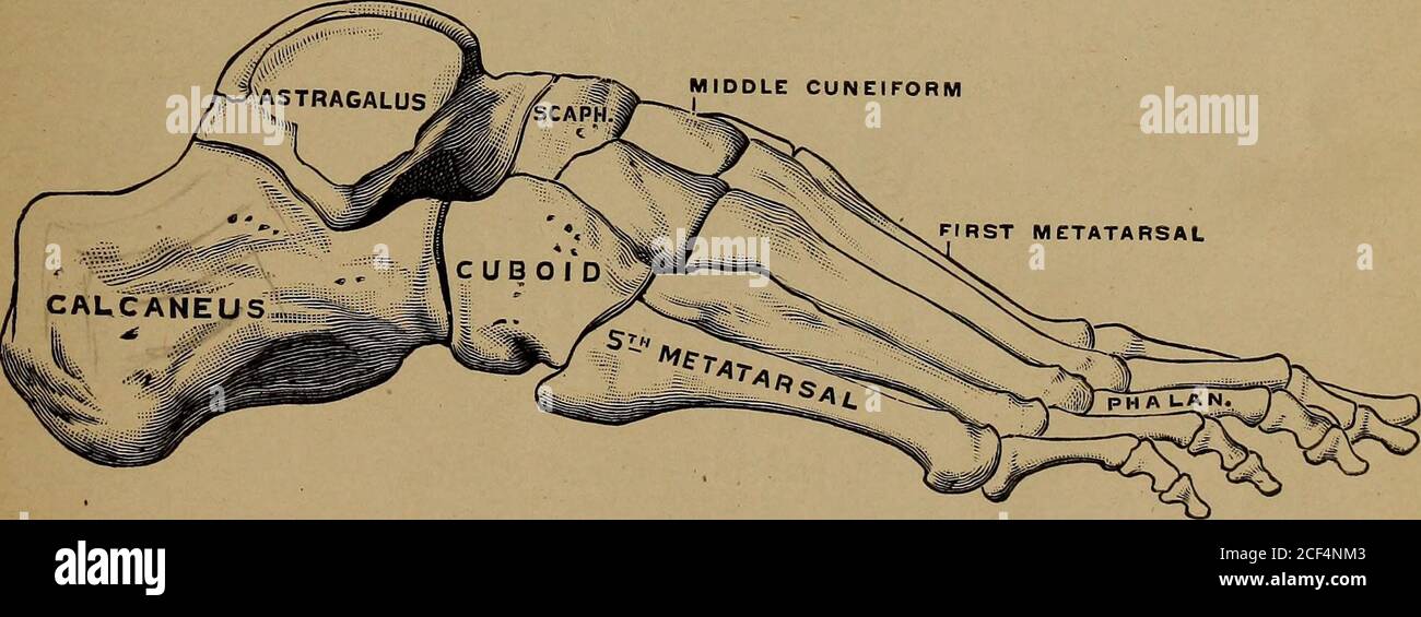 . Anatomía aplicada y kinesiología. FiCx. 100 PRIMERA METATARSIANA