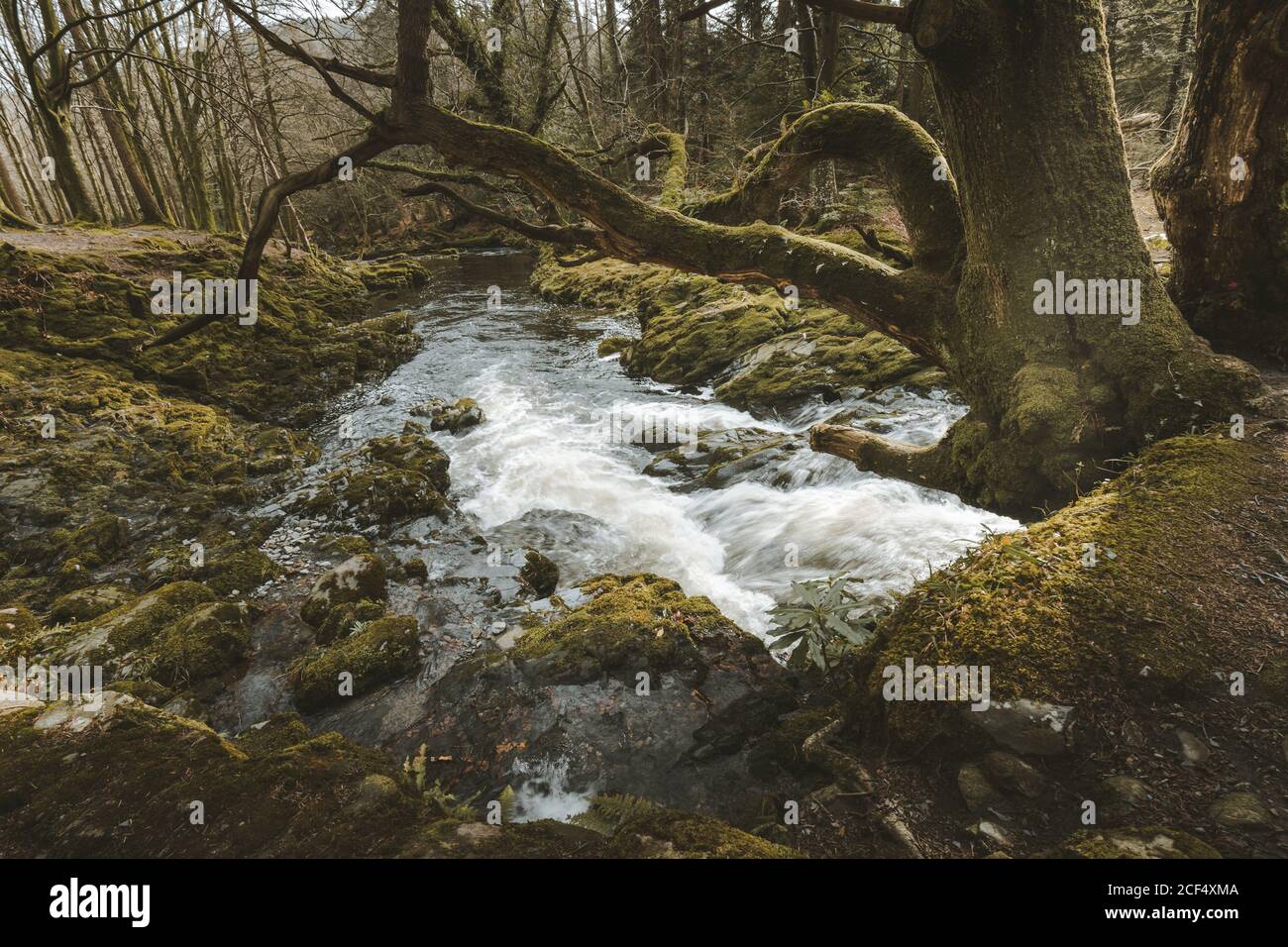 Paisaje primaveral de parque forestal con un pequeño río que fluye Entre los viejos árboles y piedras cubiertas de musgo en el norte Irlanda Foto de stock