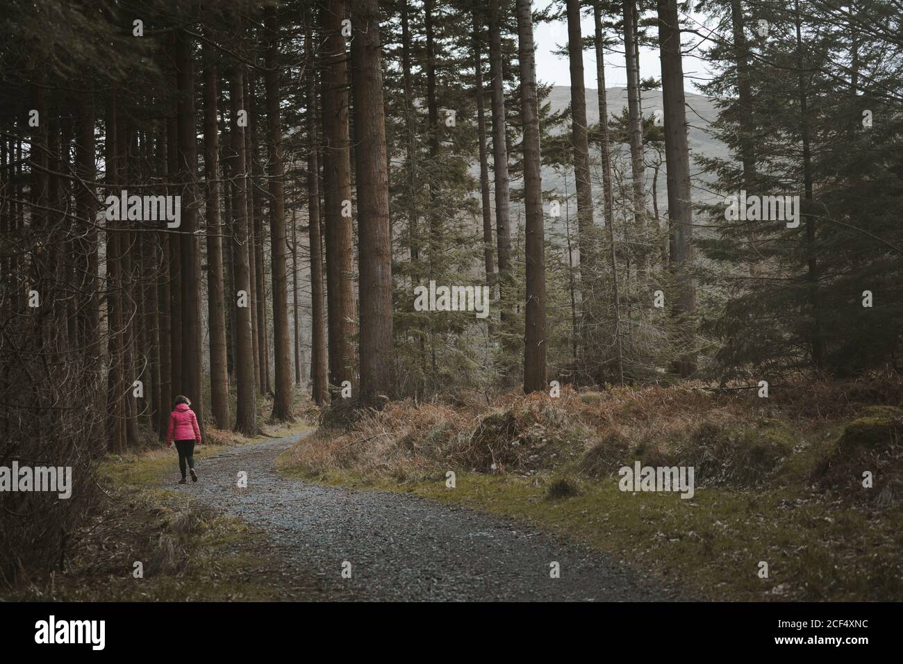 Vista posterior de la mujer anónima viajero en la cálida chaqueta de caminar En el bosque mientras se visita el Parque Forestal Tollymore en Irlanda del Norte en el día de la primavera Foto de stock