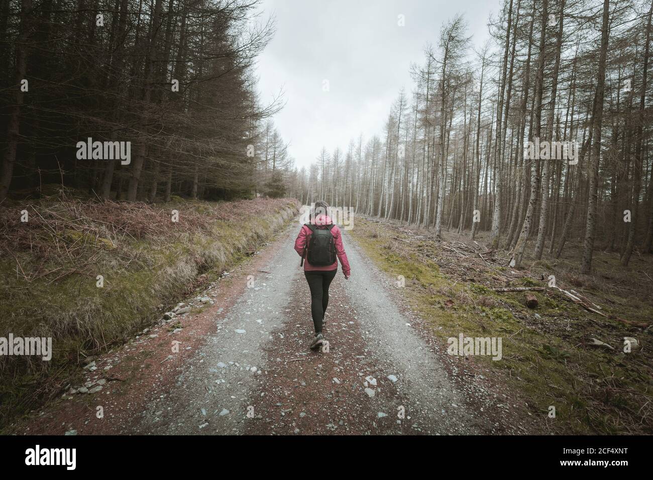 Vista posterior de la mujer anónima viajero en la cálida chaqueta de caminar En el bosque mientras se visita el Parque Forestal Tollymore en Irlanda del Norte en el día de la primavera Foto de stock