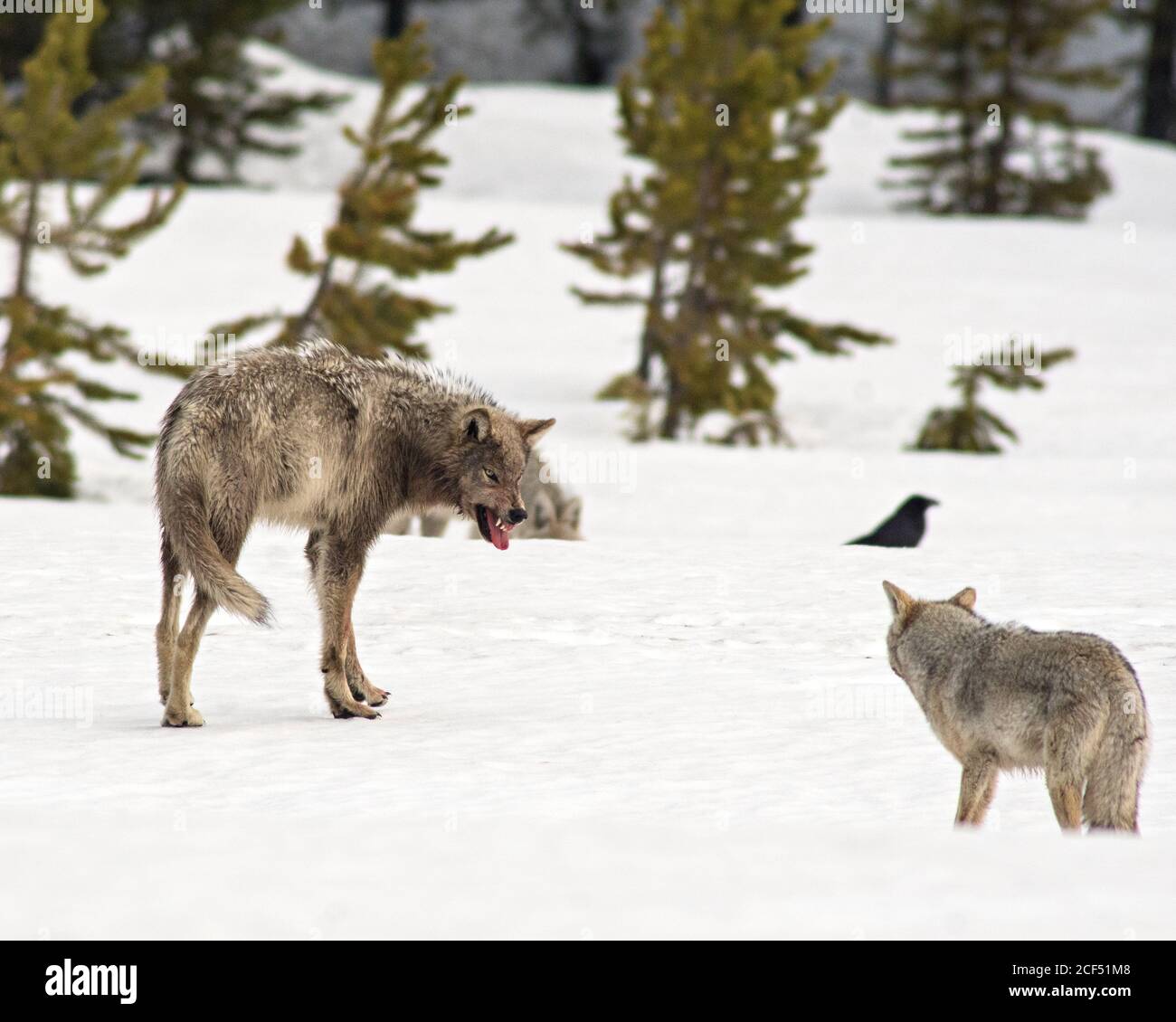 wolf y coyote se enfrentan Foto de stock