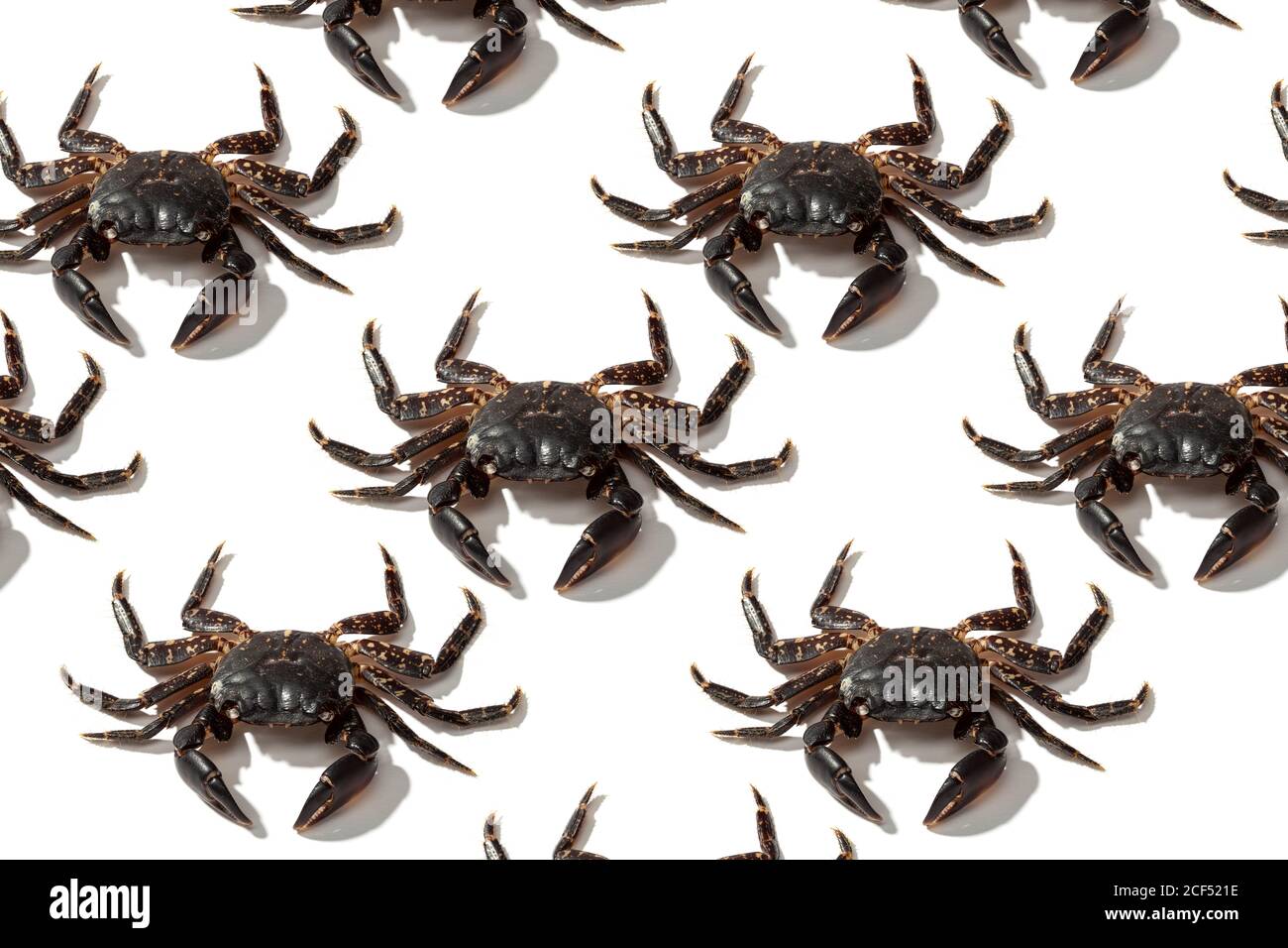 Desde arriba composición creativa de grandes cangrejos marrones locos fondo blanco Foto de stock