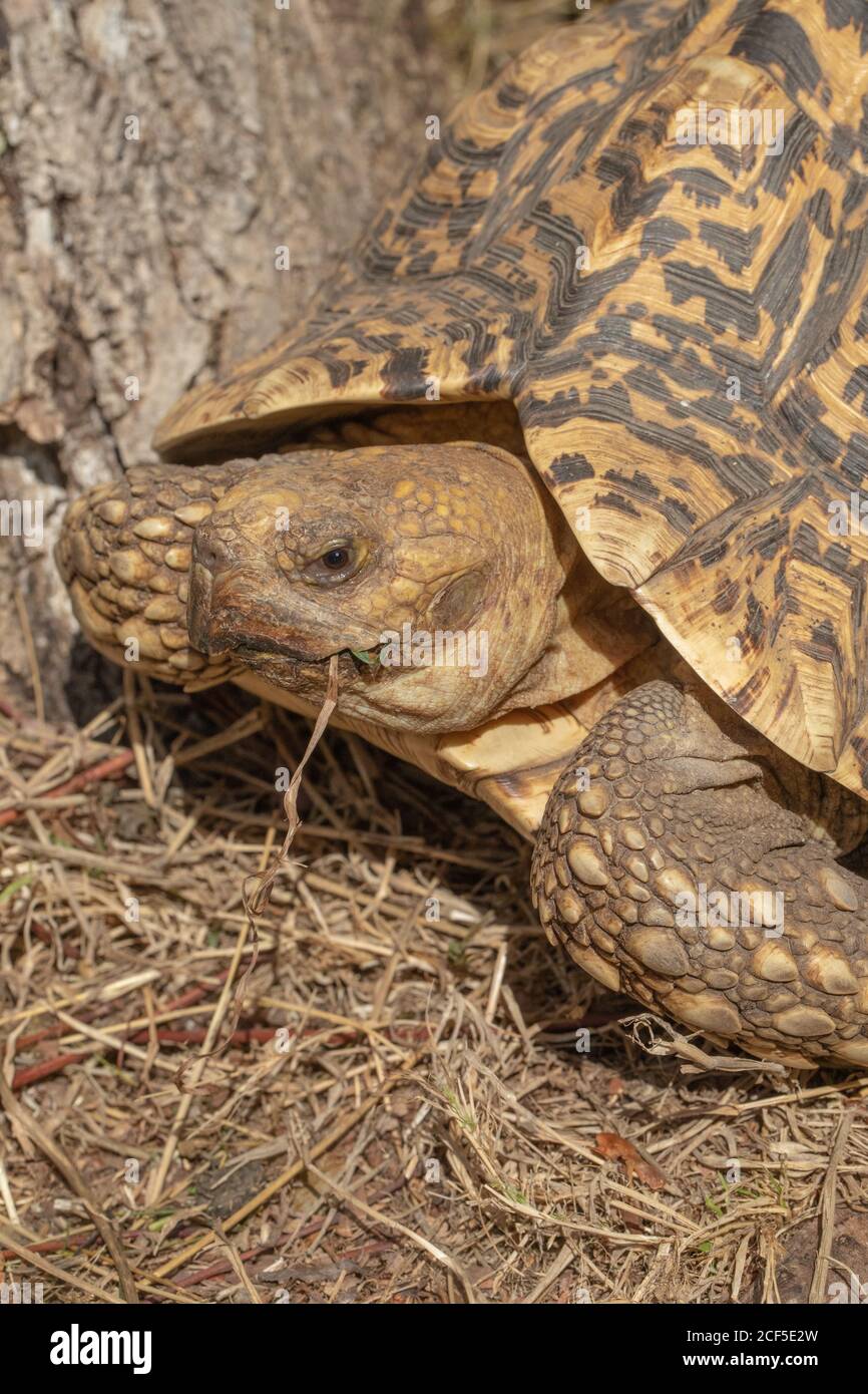 Tortuga leopardo Stigmochelys pardalis. En la estación seca de África tropical, la limitada disponibilidad de alimentos, para sobrevivir, puede aestivar, el estado de aestivación Foto de stock