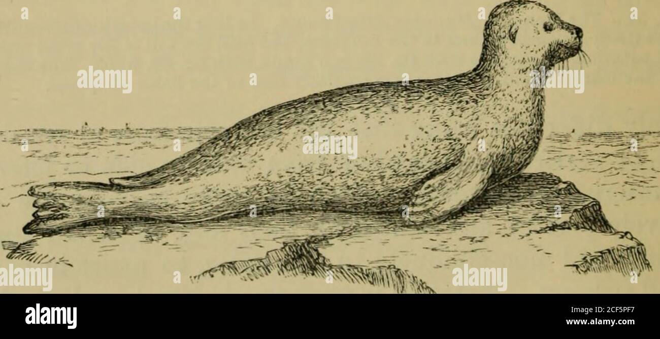 Descubre a la morsa, el animal que camina con los dientes