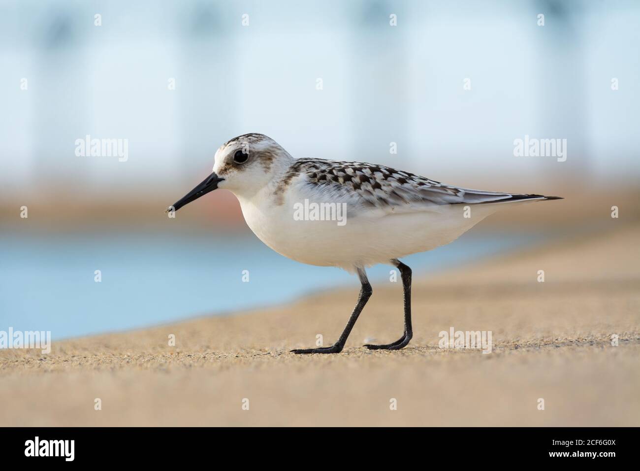 Sandpiper caminando a lo largo del muelle de la ciudad de Michigan en una hermosa tarde de septiembre. Michigan City, Indiana, EE.UU Foto de stock
