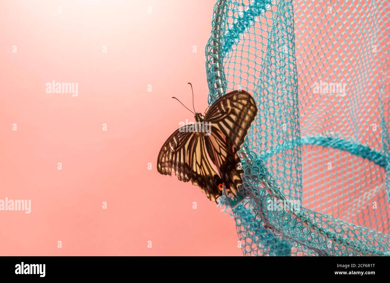 Mariposa y fondo rosa cayendo en la red de captura de insectos Foto de stock