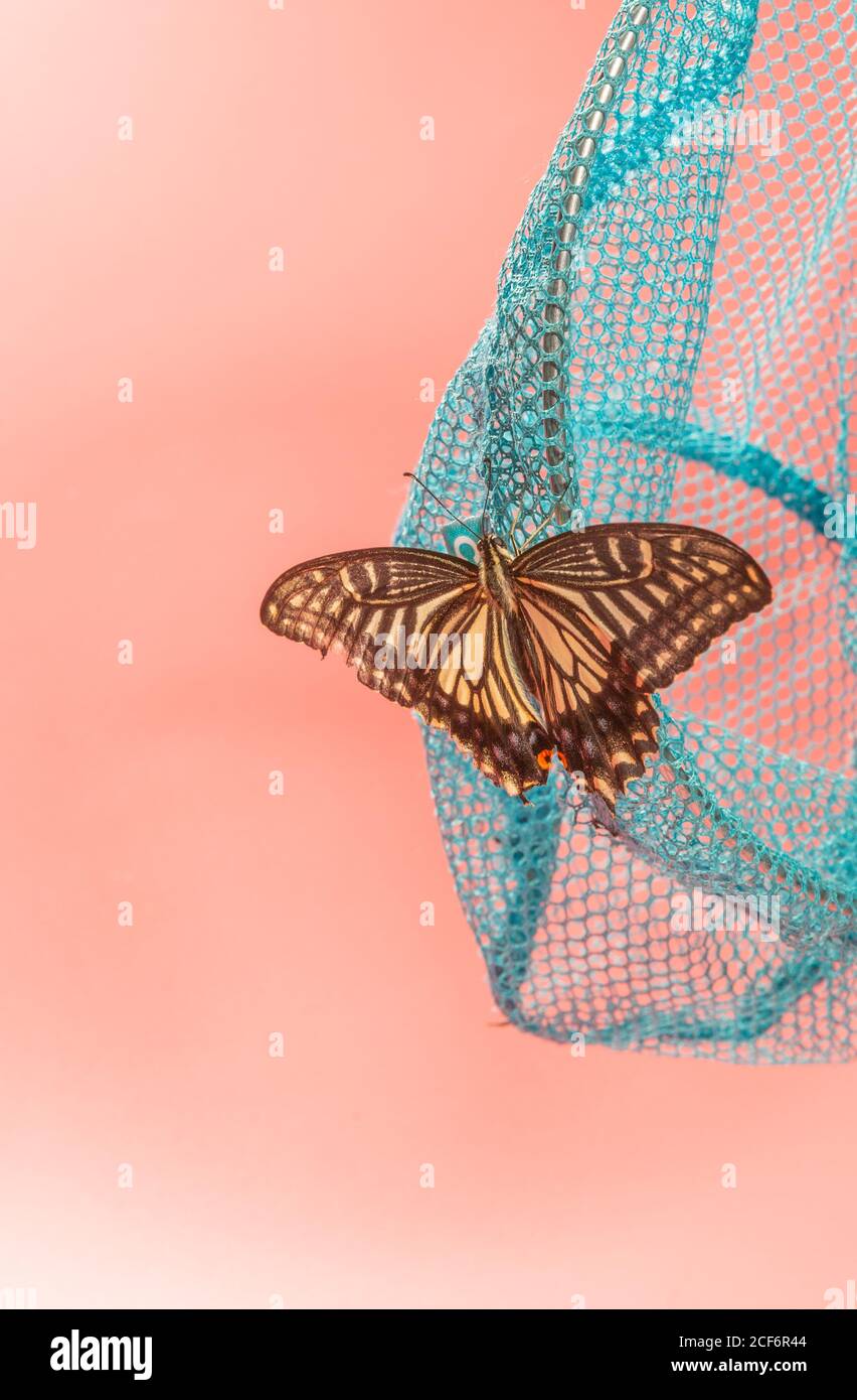 Mariposa y fondo rosa cayendo en la red de captura de insectos Foto de stock