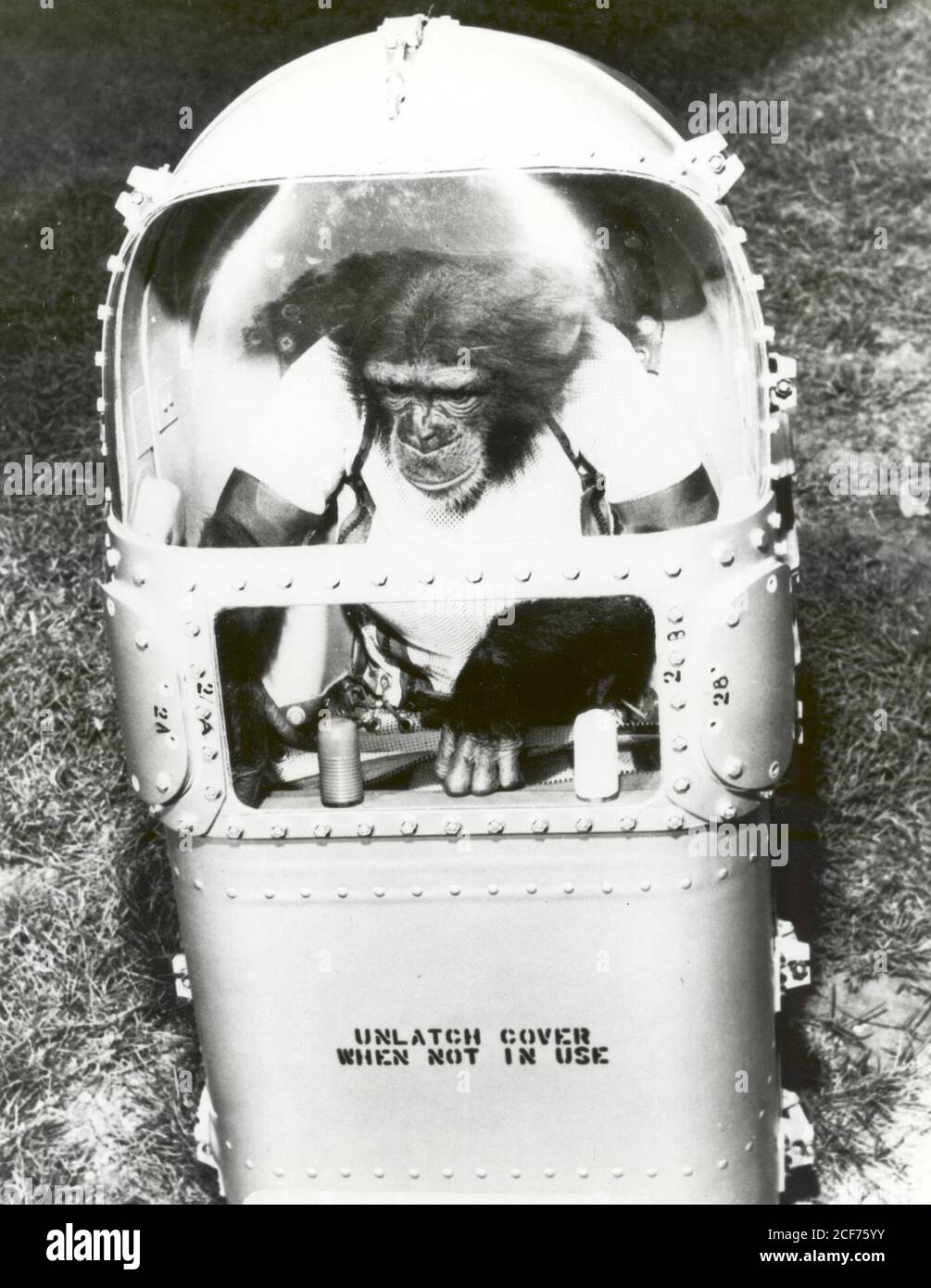 Ham prueba su sofá combinado y su sistema de soporte vital en preparación para su vuelo en Mercury Redstone-2 (MR-2). La camilla está conectada al circuito que normalmente suministraría el traje de presión total del astronauta. El vuelo MR-2 fue uno de una serie de vuelos que llevaron a los vuelos orbitales tripulados del programa proyecto Mercurio de la NASA. Foto de stock