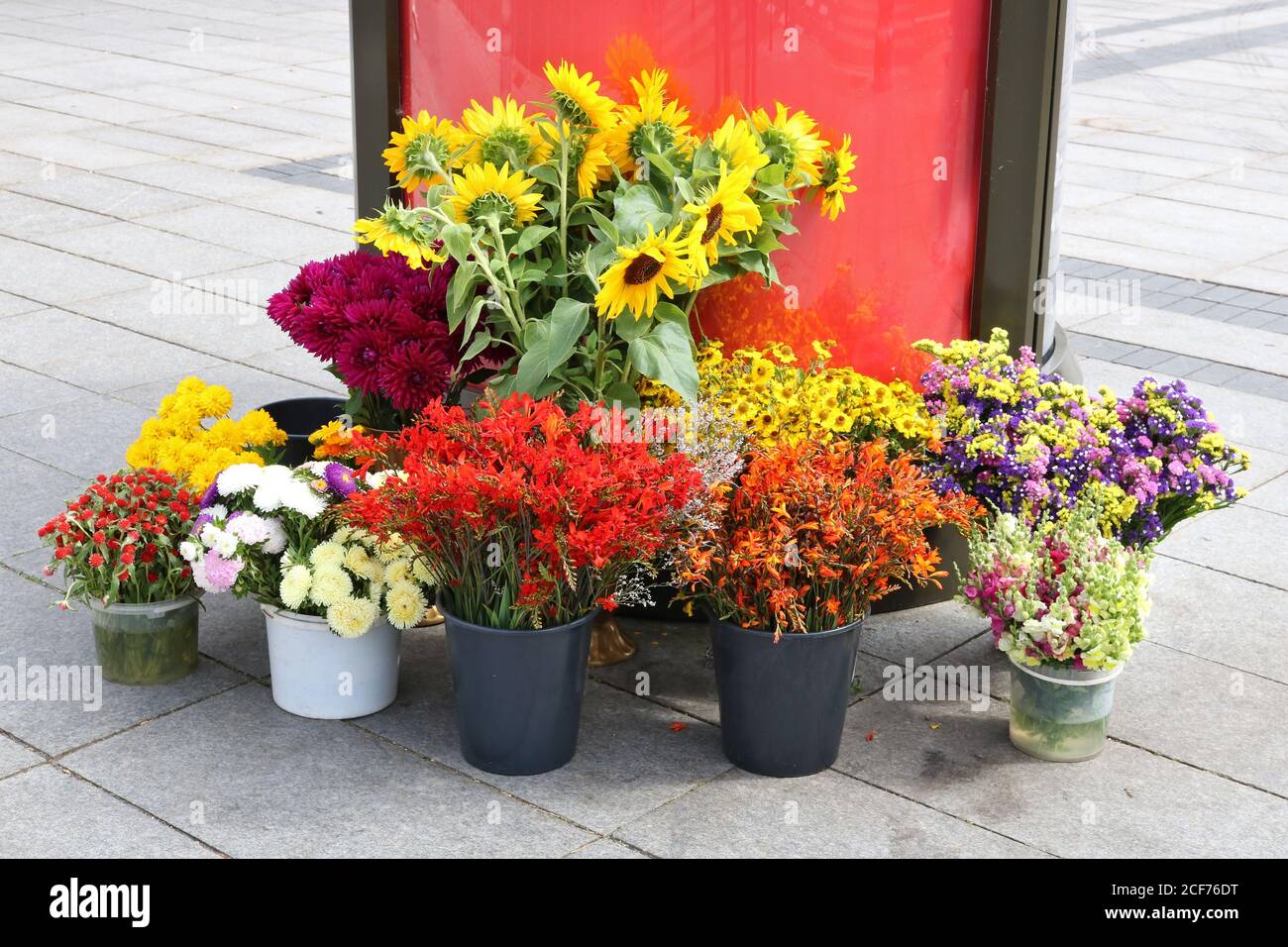 Flores y plantas ornamentales en macetas de plástico se venden en la calle  Fotografía de stock - Alamy