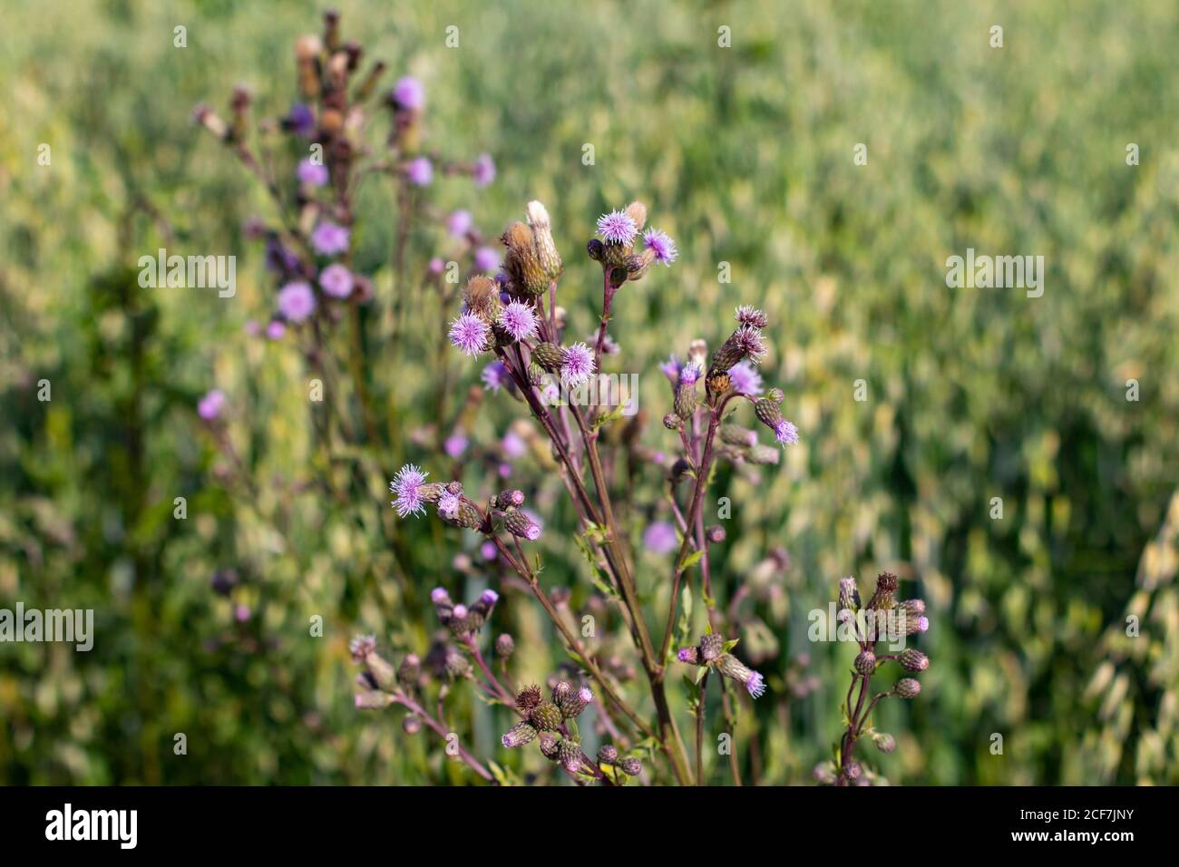 Primer plano de flores de cardo delante de un campo de avena Foto de stock