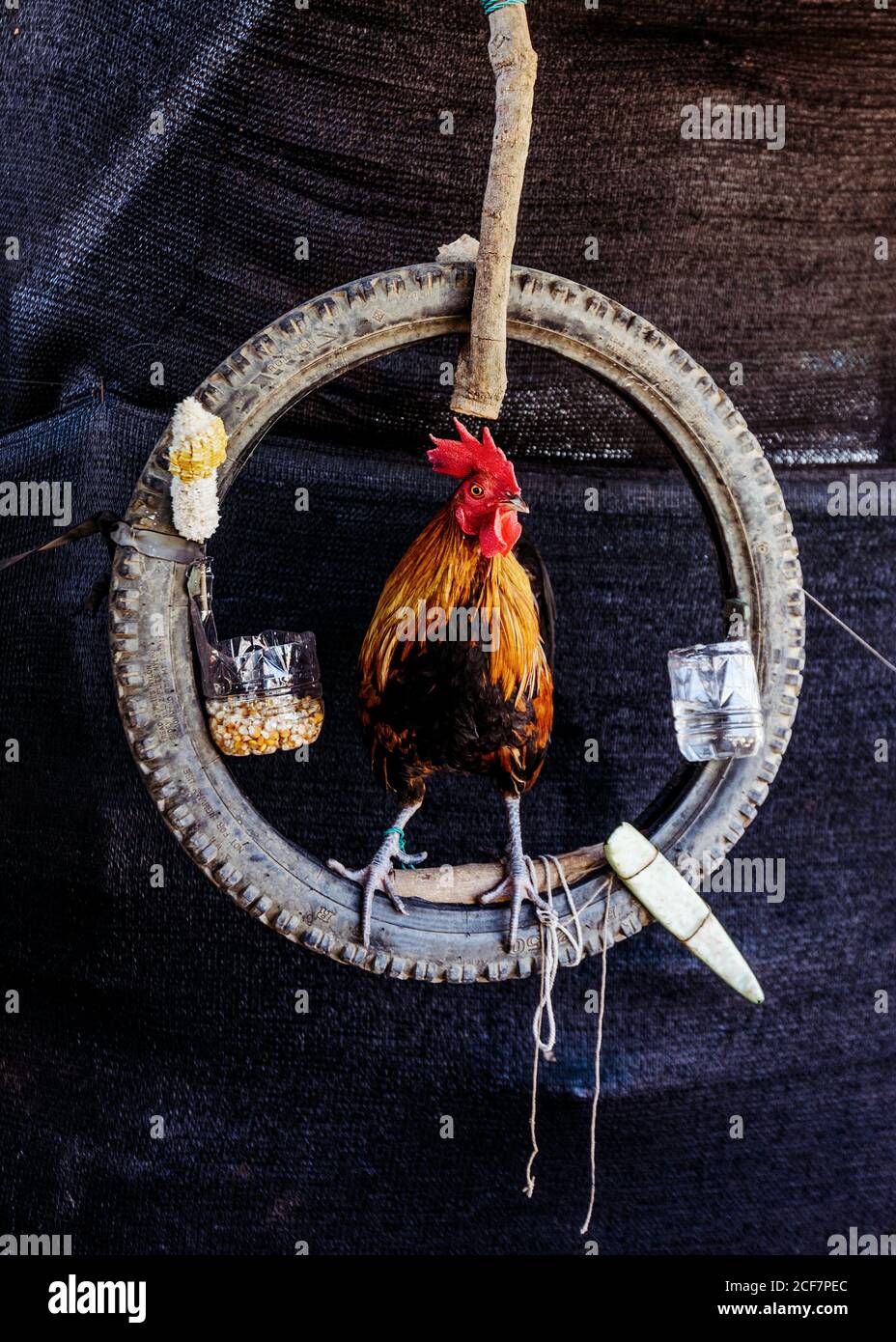 Gran polla sentado en rueda de goma colgando en el techo de edificio con  alimentador Fotografía de stock - Alamy