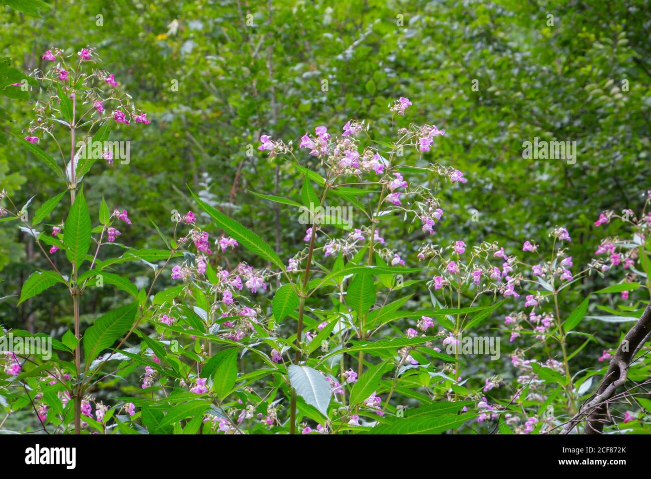 Cerca de Himalayan Balsam, también llamado Impatiens glandulifera o springkraut Foto de stock
