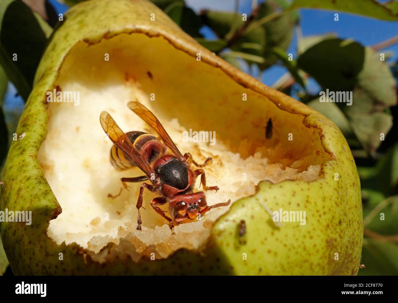 El cuerno europeo (vespa Crabro) se alimenta de la pera madura. Foto de stock
