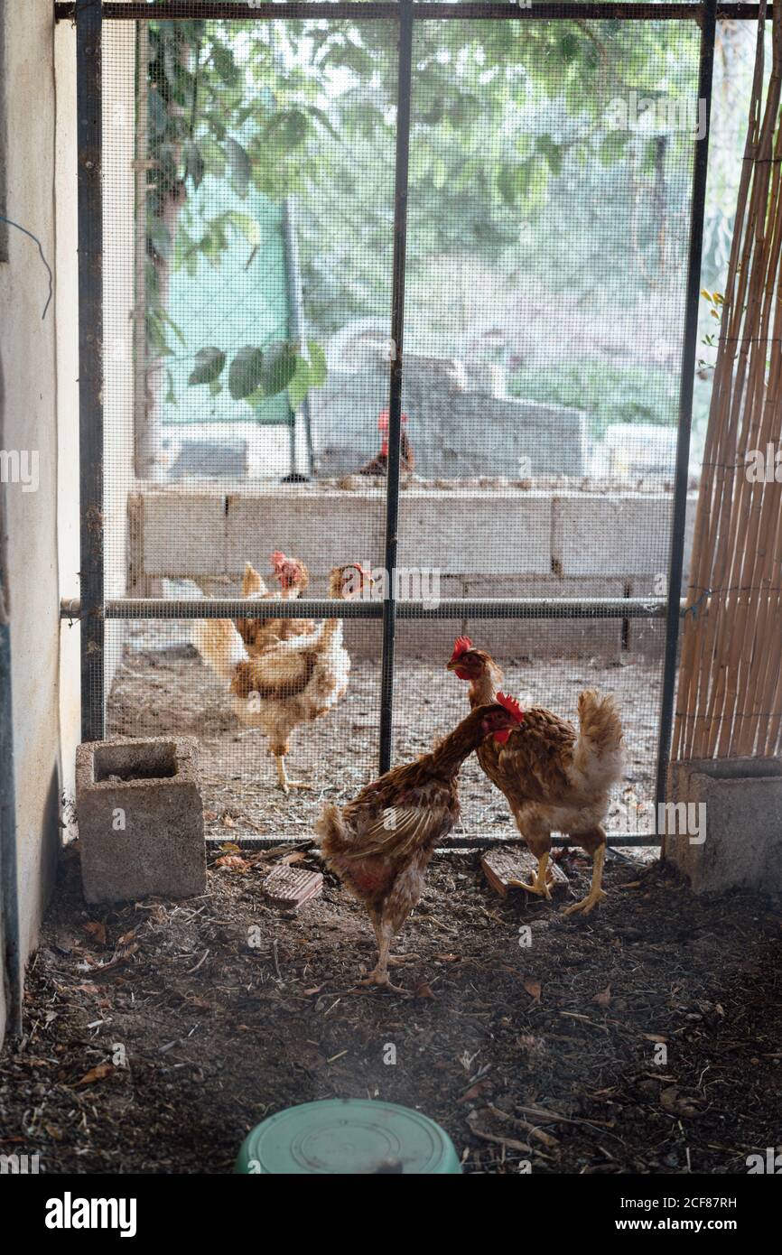 Ángulo alto de grupo de pollos marrones con peines rojos en el granero Foto de stock